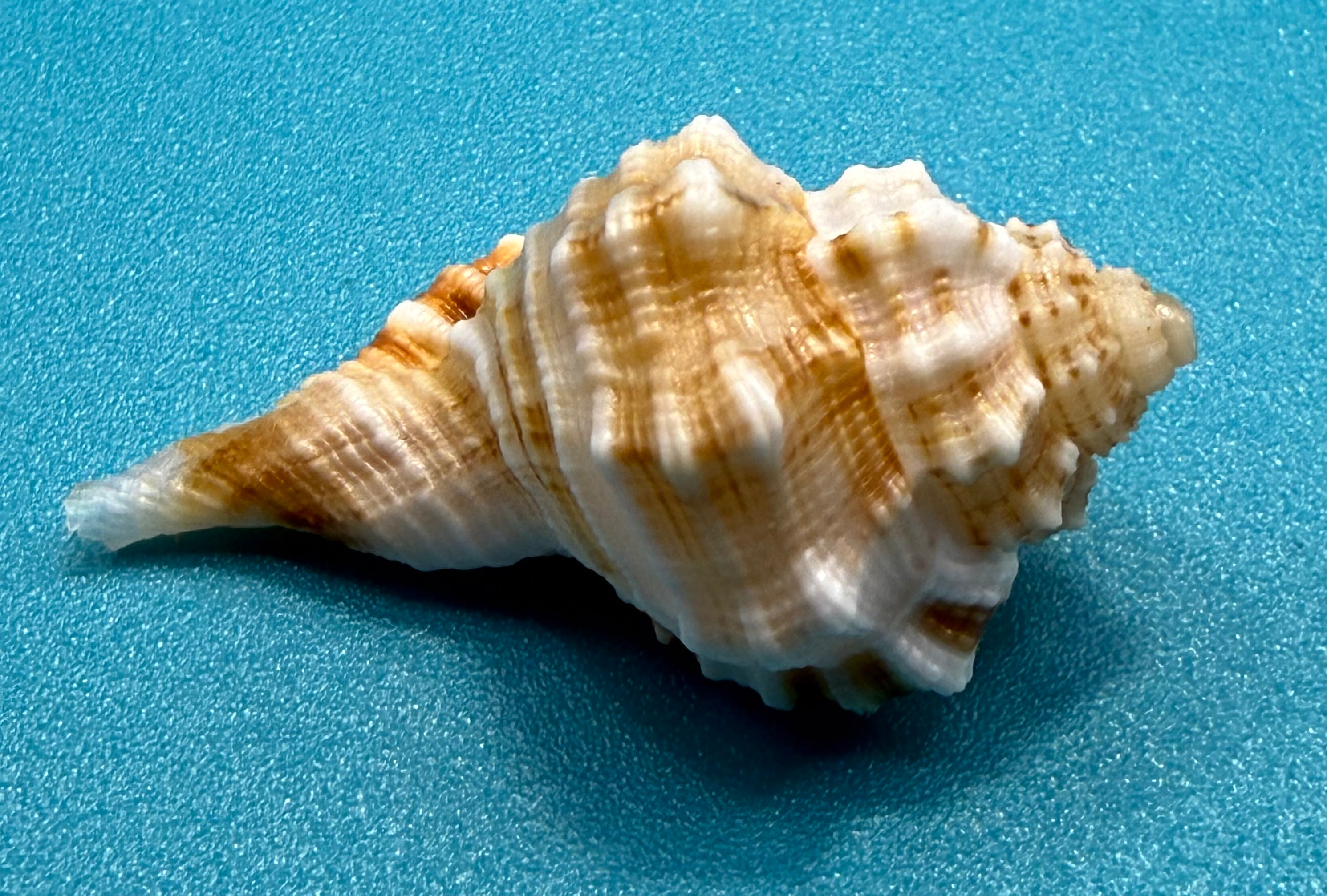 Rare Ranularia rehderi — Deep-Water Dry Tortugas Specimen - Personally Collected