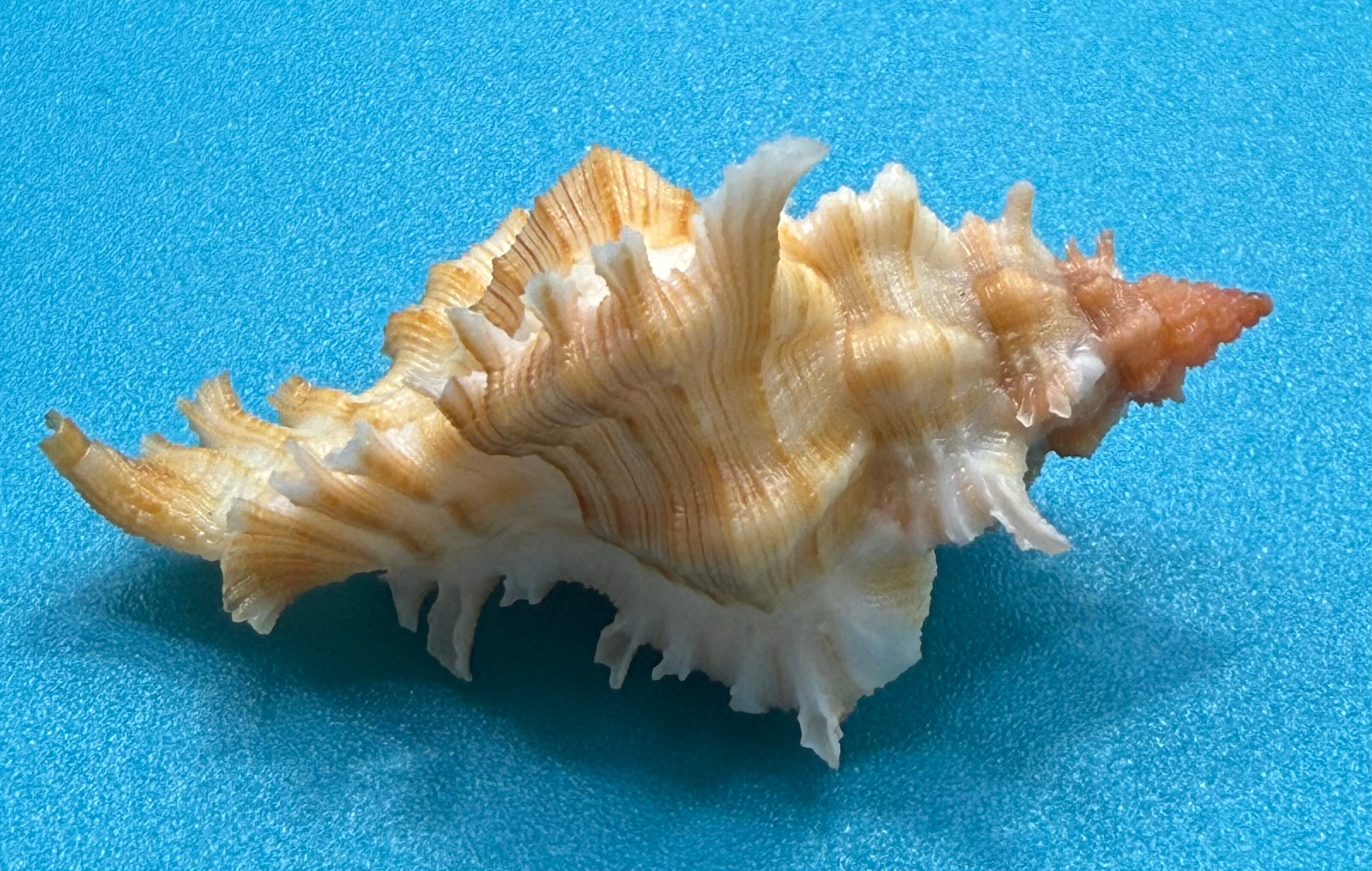 Chicoreus rachelcarsonae – 47.8mm – Dry Tortugas FL Muricid – TSC #0378MUR-TSC