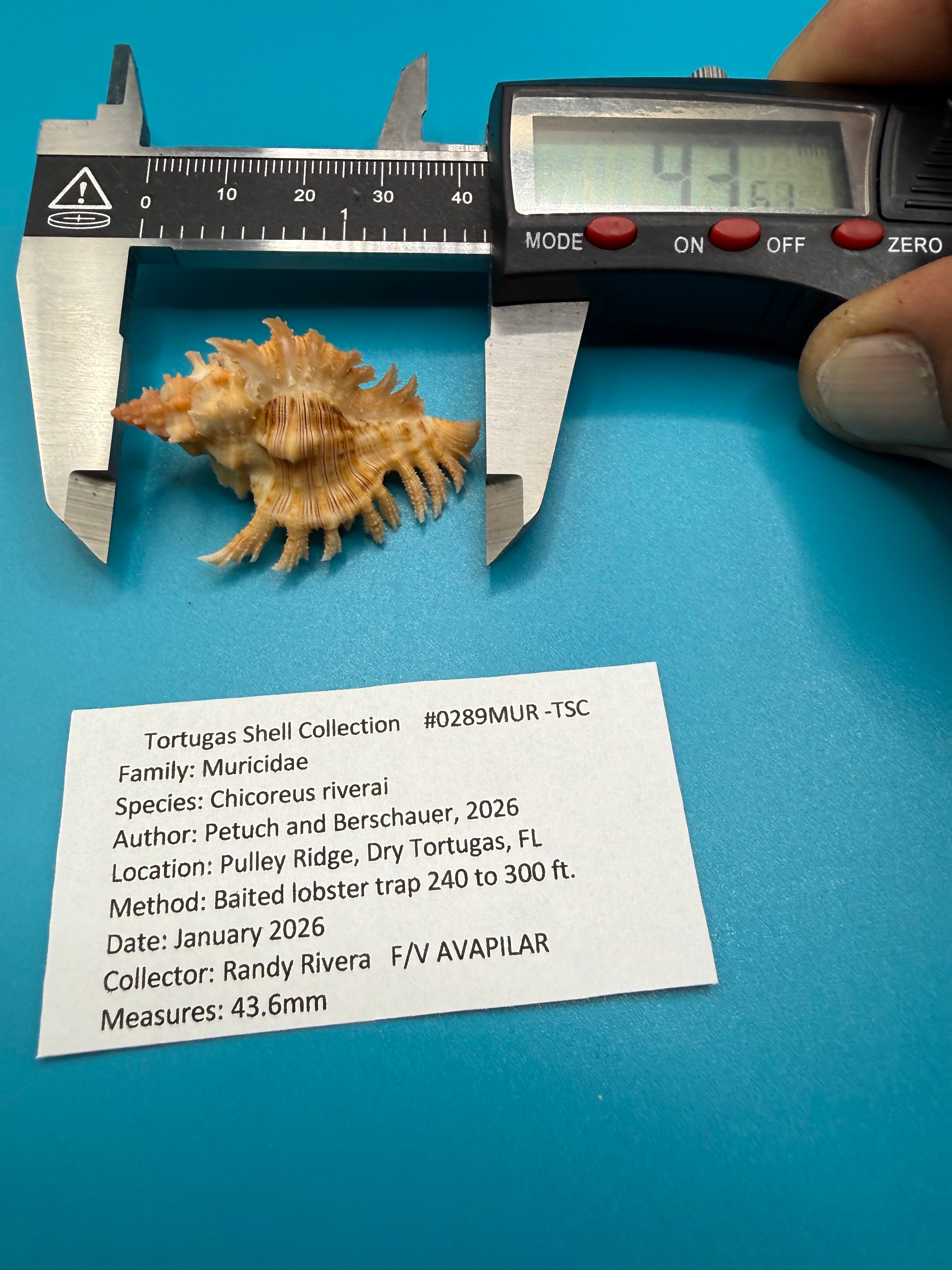Chicoreus riverai 43.6mm – Pulley Ridge – TSC