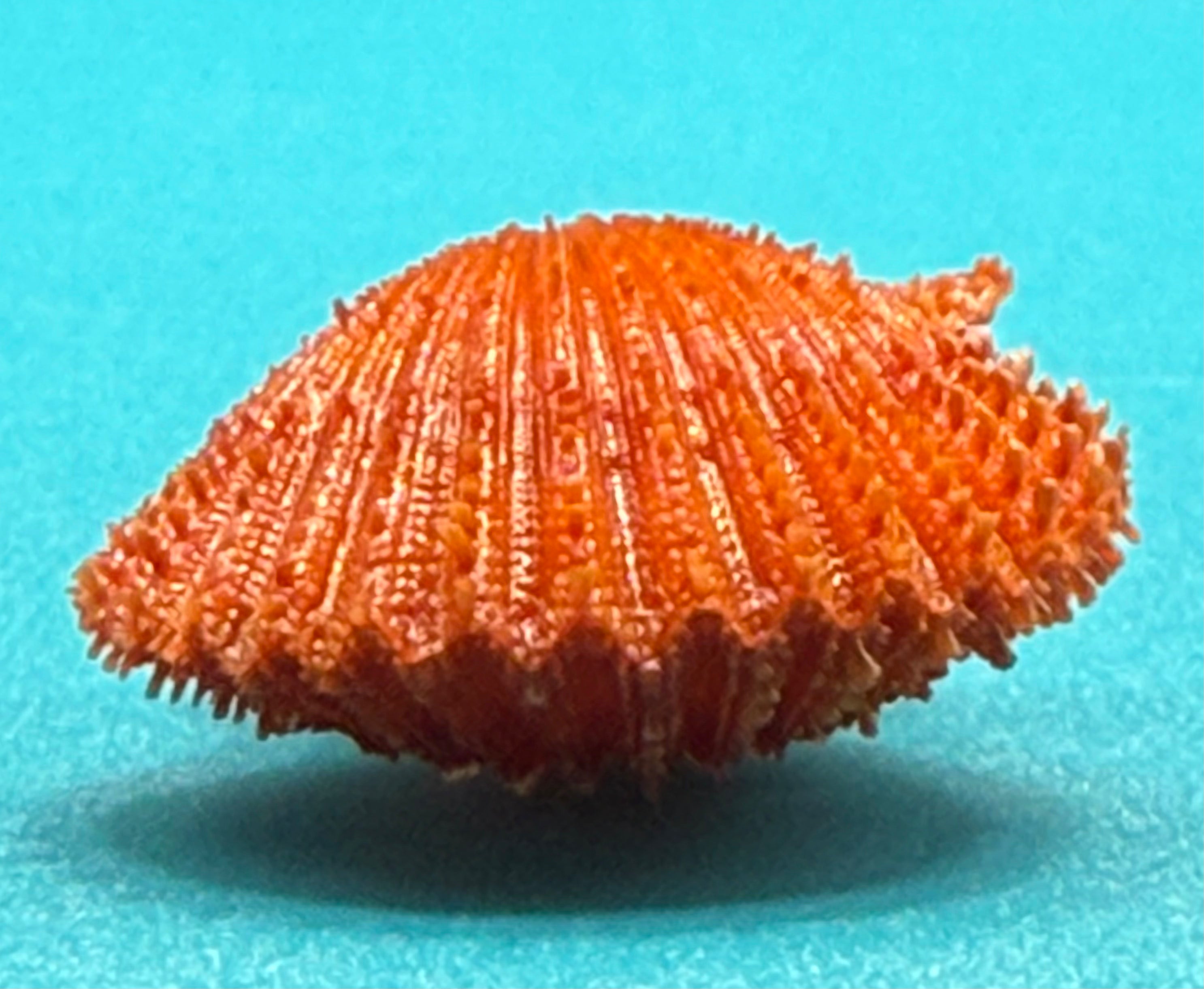 Lindapecten muscosus — Red Deep-Water Scallop - Dry Tortugas Specimen