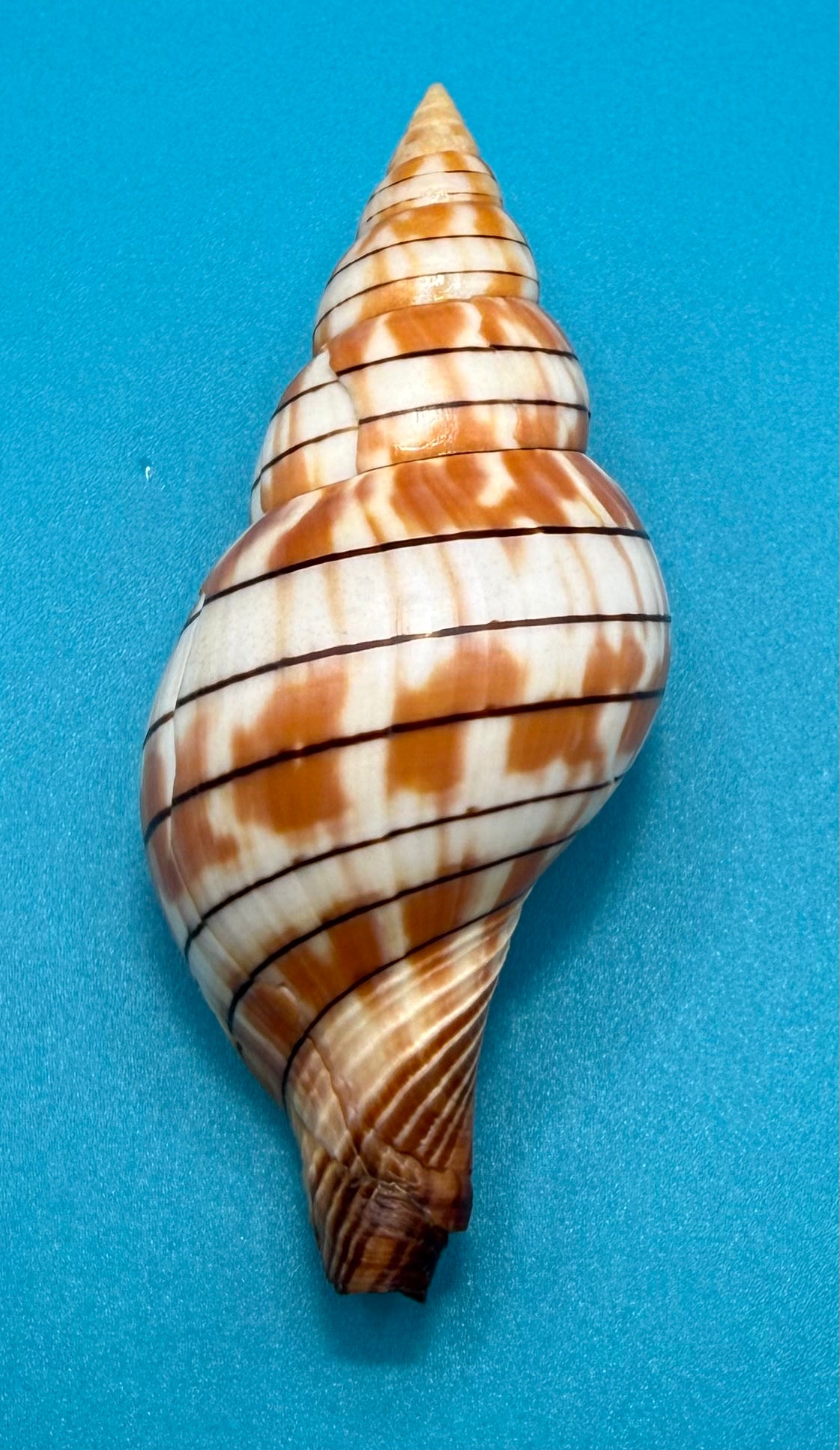 Cinctura tortugana — Tortugas Shell Collection Specimen (92.5mm)