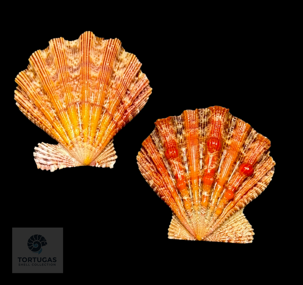 Nodipecten nodosus 44.5 mm — Dry Tortugas