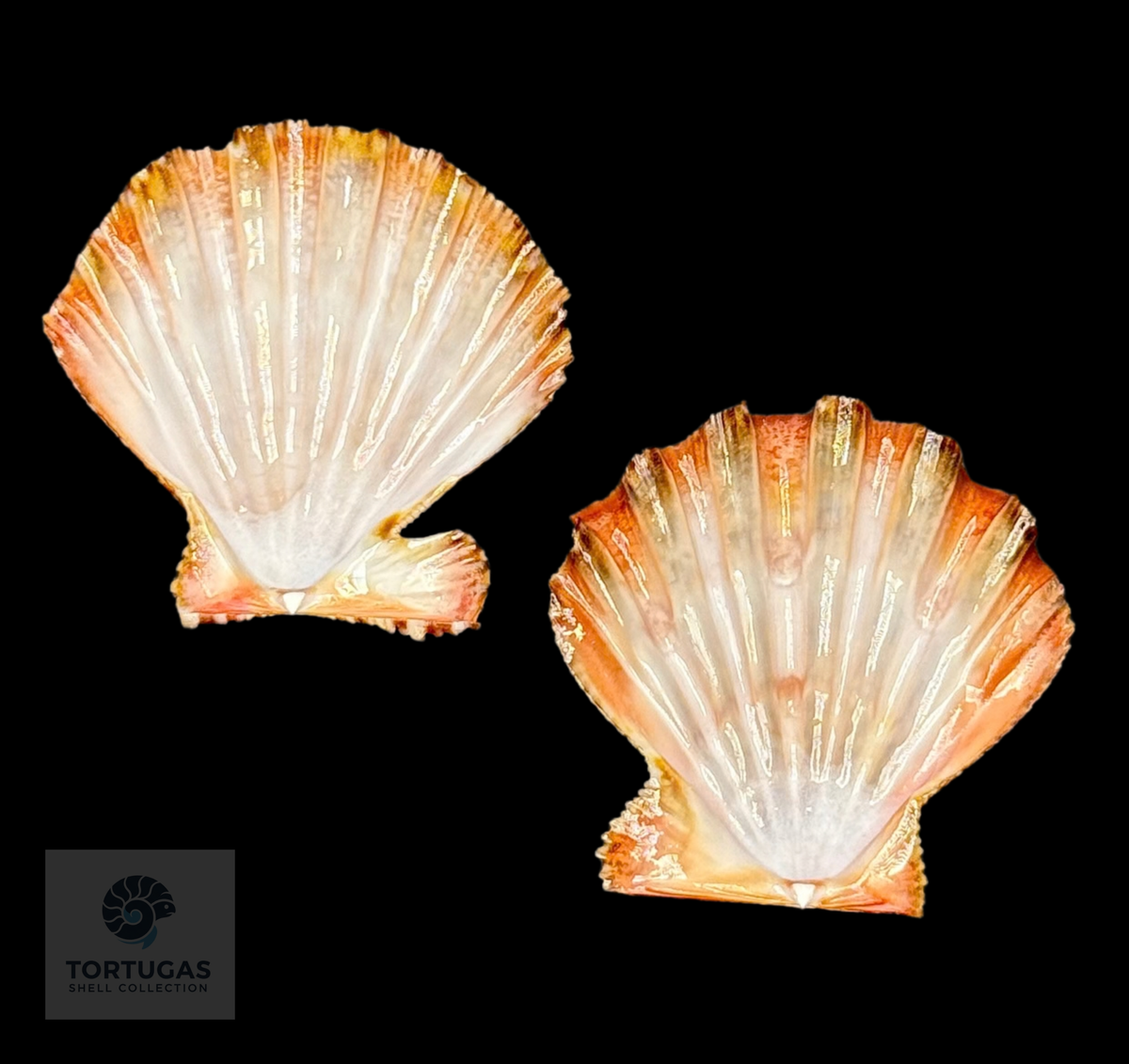 Nodipecten nodosus 44.5 mm — Dry Tortugas