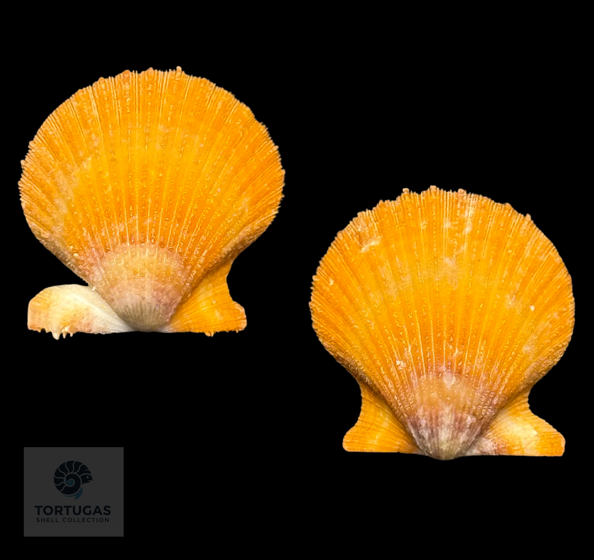 Lindapecten muscosus 32.2 mm — TSC #0937PEC-TSC