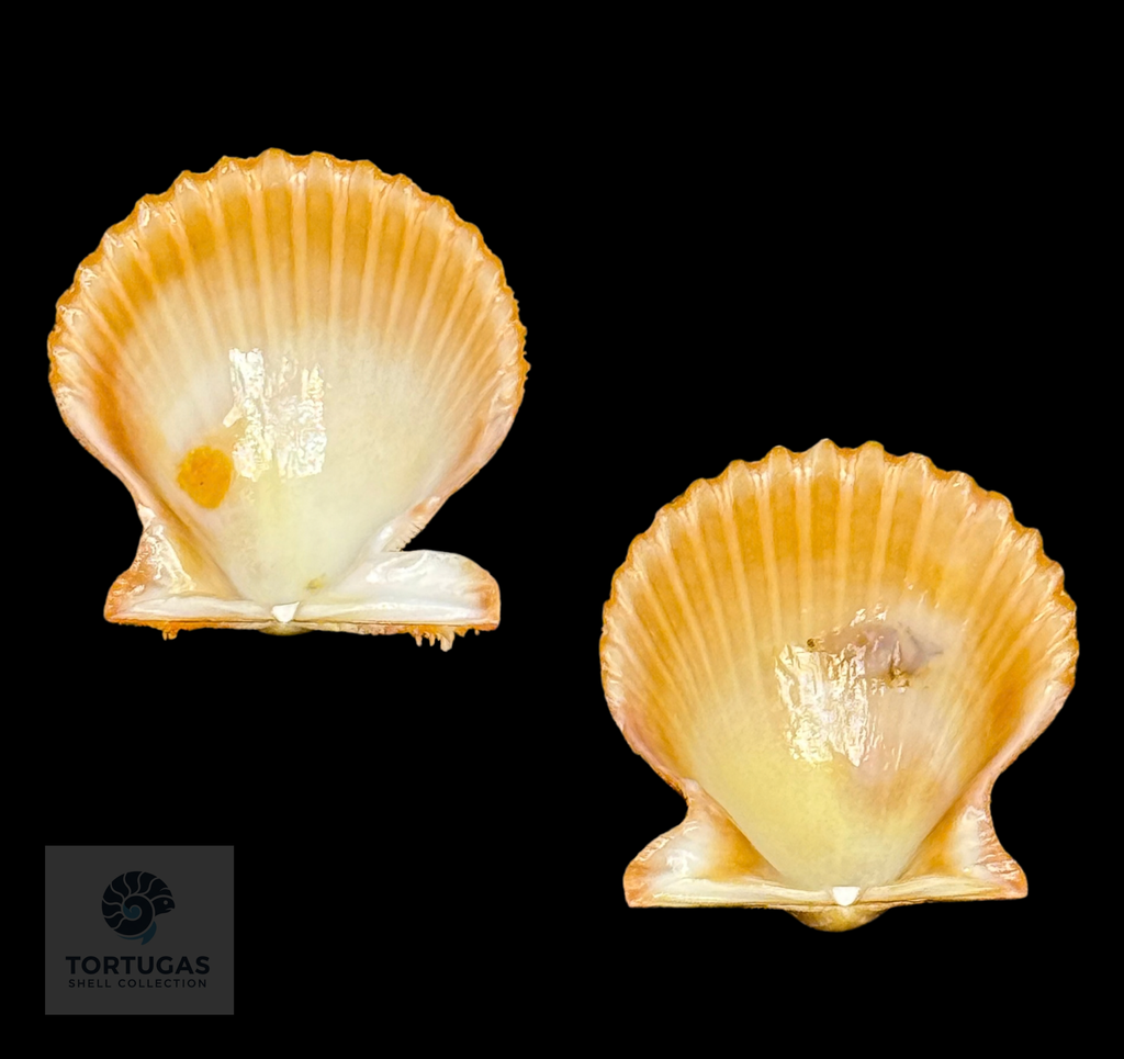 Lindapecten muscosus 32.2 mm — TSC #0937PEC-TSC