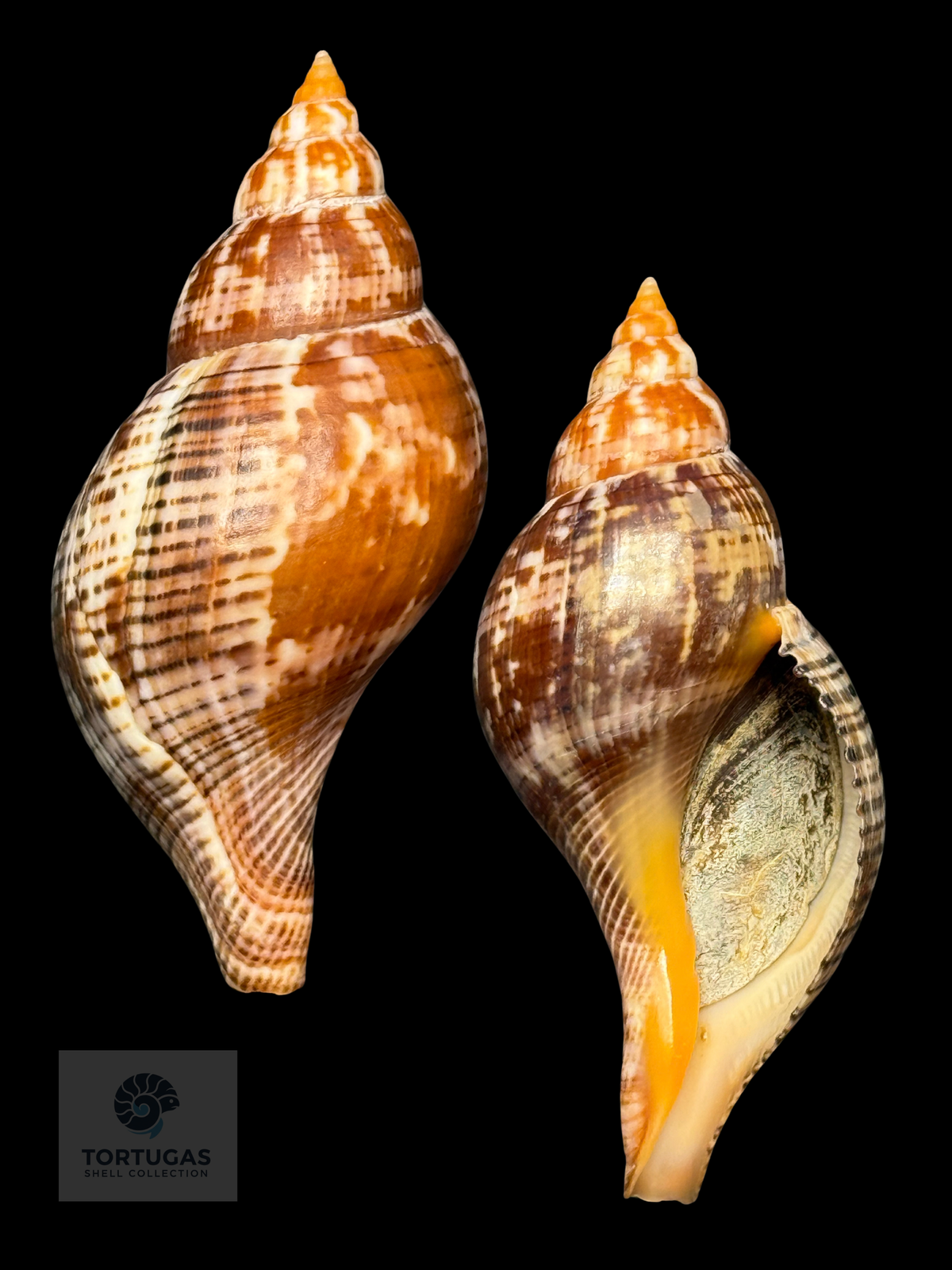 Fasciolaria bittneri 125 mm — TSC #0995FAS-TSC W/o