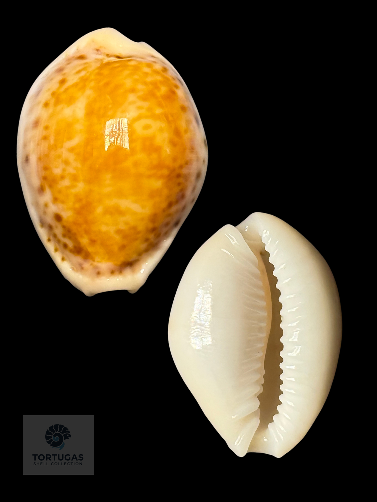 Naria acicularis 27 mm — TSC #0952CYP-TSC