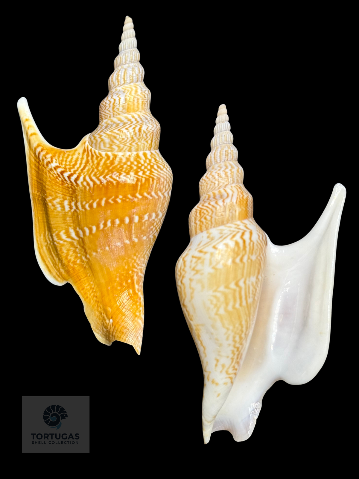 Mirabilistrombus listeri 118.71 mm — India