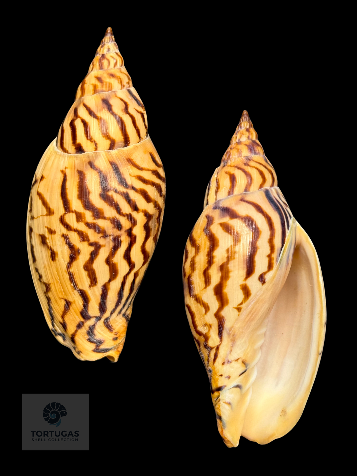 Harpulina loroisi 100.68 mm — India