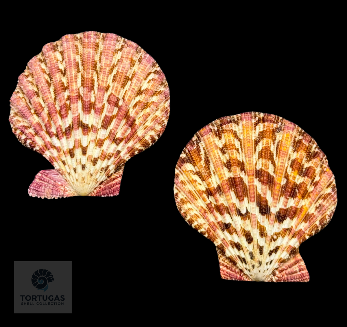 Gloripallium pallium 74.40 mm — Indonesia