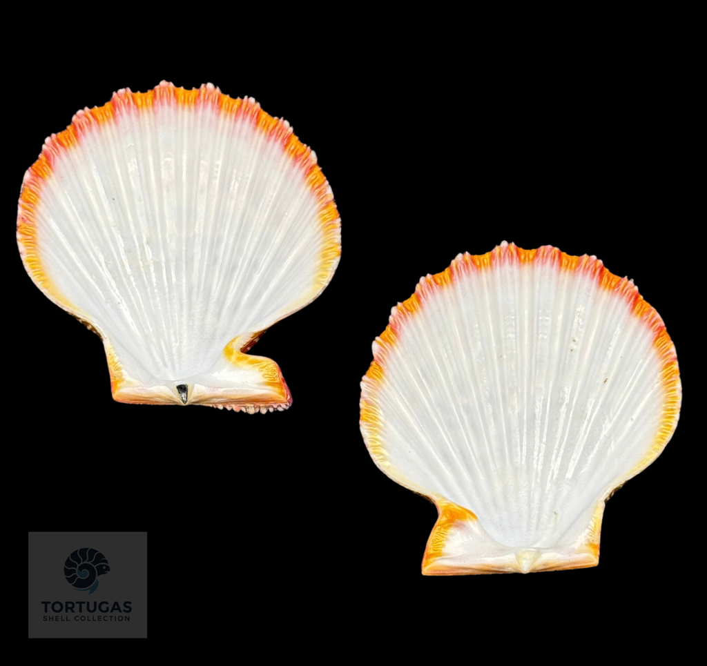 Gloripallium pallium 74.40 mm — Indonesia