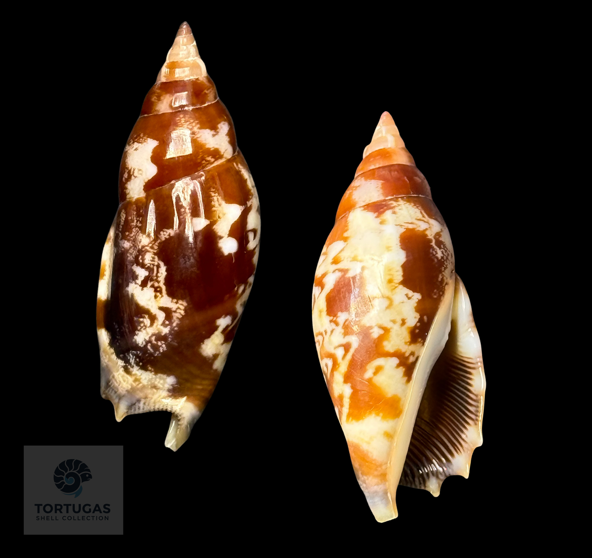 Tridentarius dentatus 40.42 mm — Indonesia