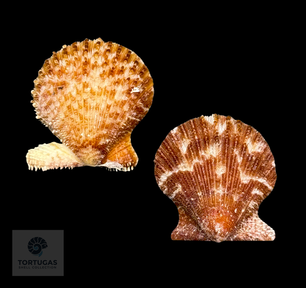 Lindapecten muscosus 27.6 mm — TSC #0933PEC-TSC