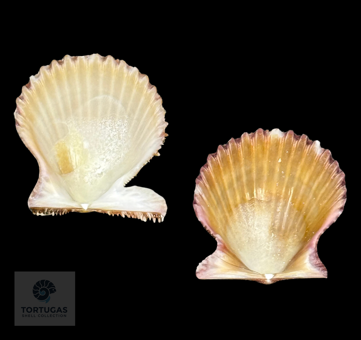Lindapecten muscosus 27.6 mm — TSC #0933PEC-TSC