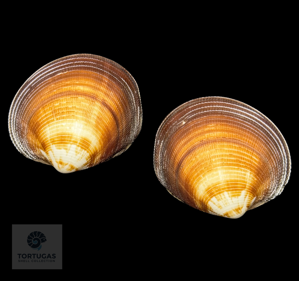 Antigona magnifica 64.10 mm — Indonesia
