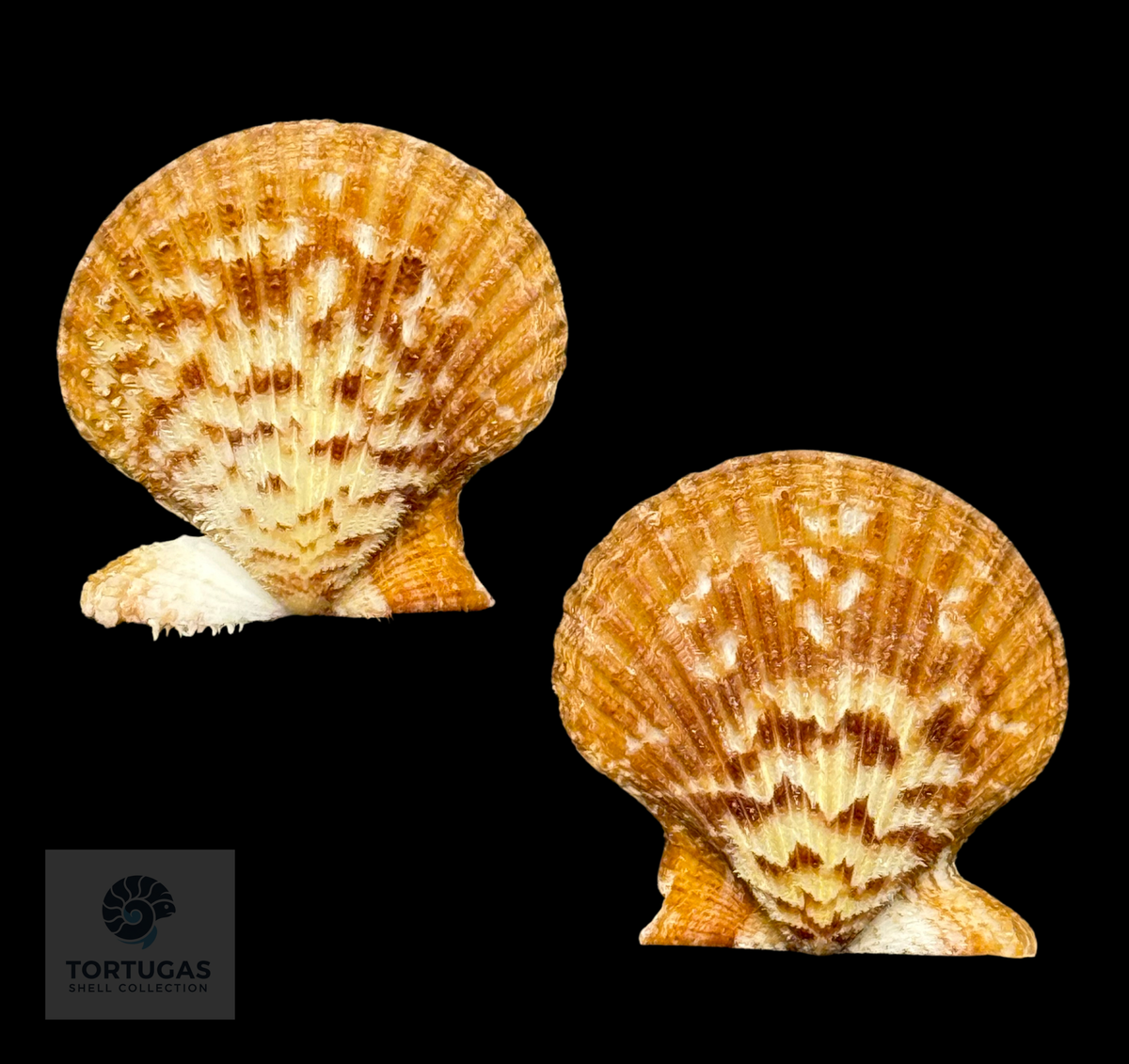 Lindapecten muscosus 40.8 mm — TSC #0936PEC-TSC