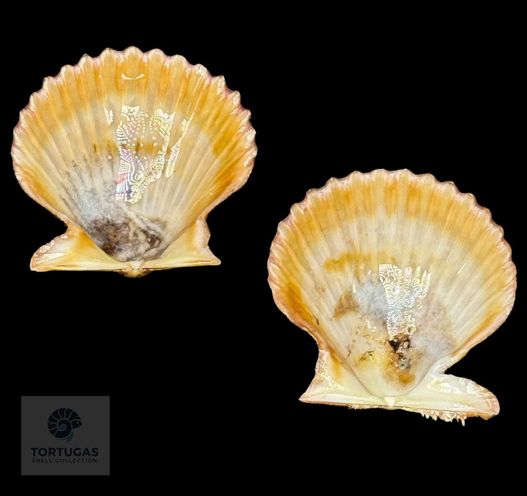 Lindapecten muscosus 40.8 mm — TSC #0936PEC-TSC