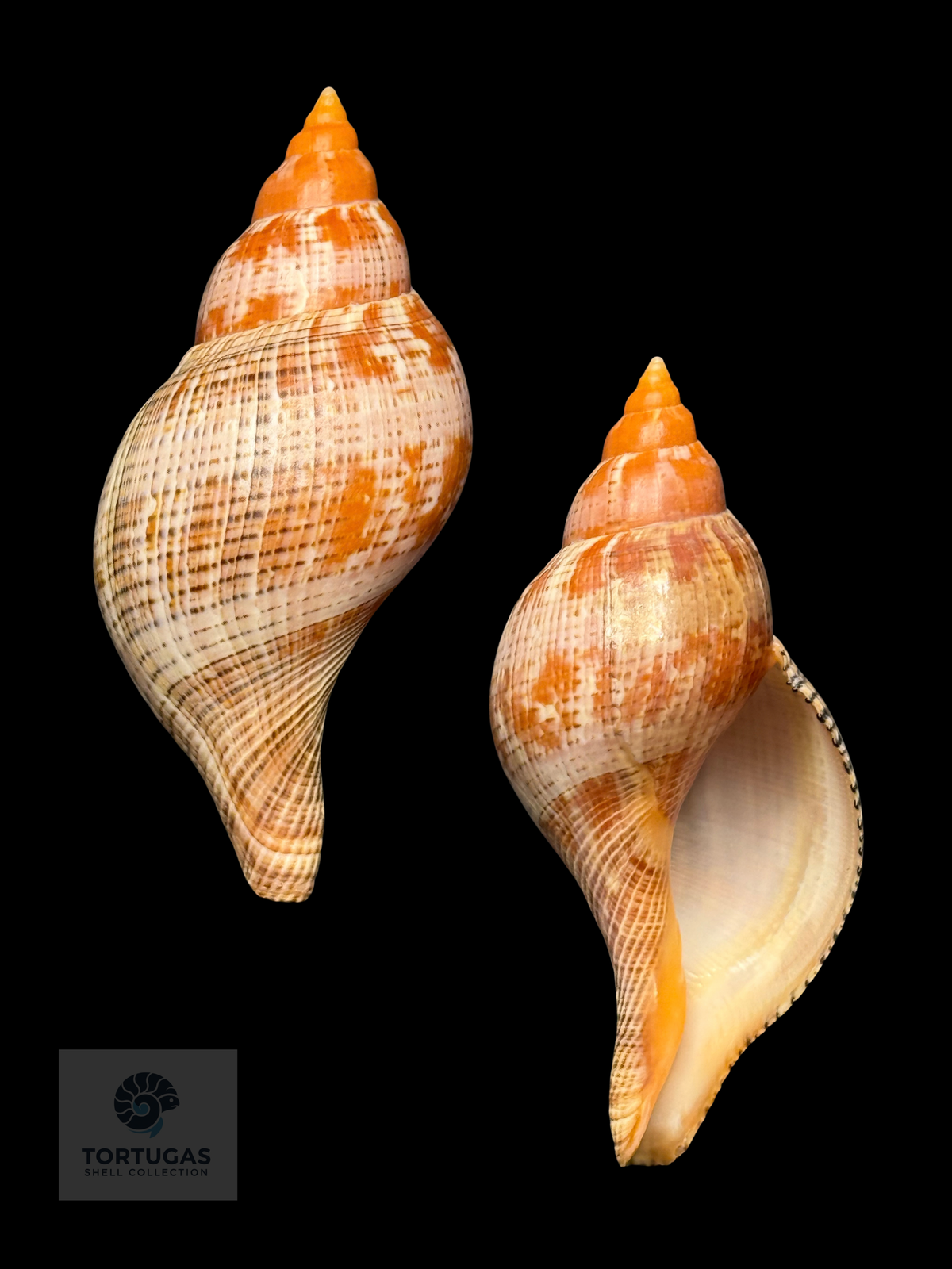 Fasciolaria bittneri 115 mm — TSC #0994FAS-TSC