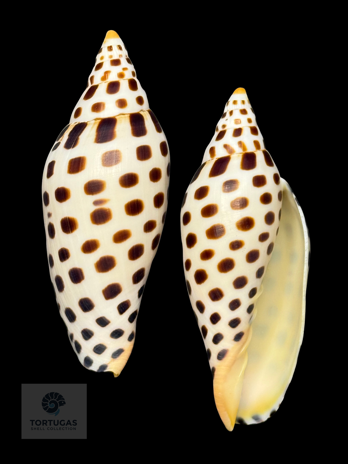Scaphella mercedesae 111.2 mm — TSC #0249VOL-TSC