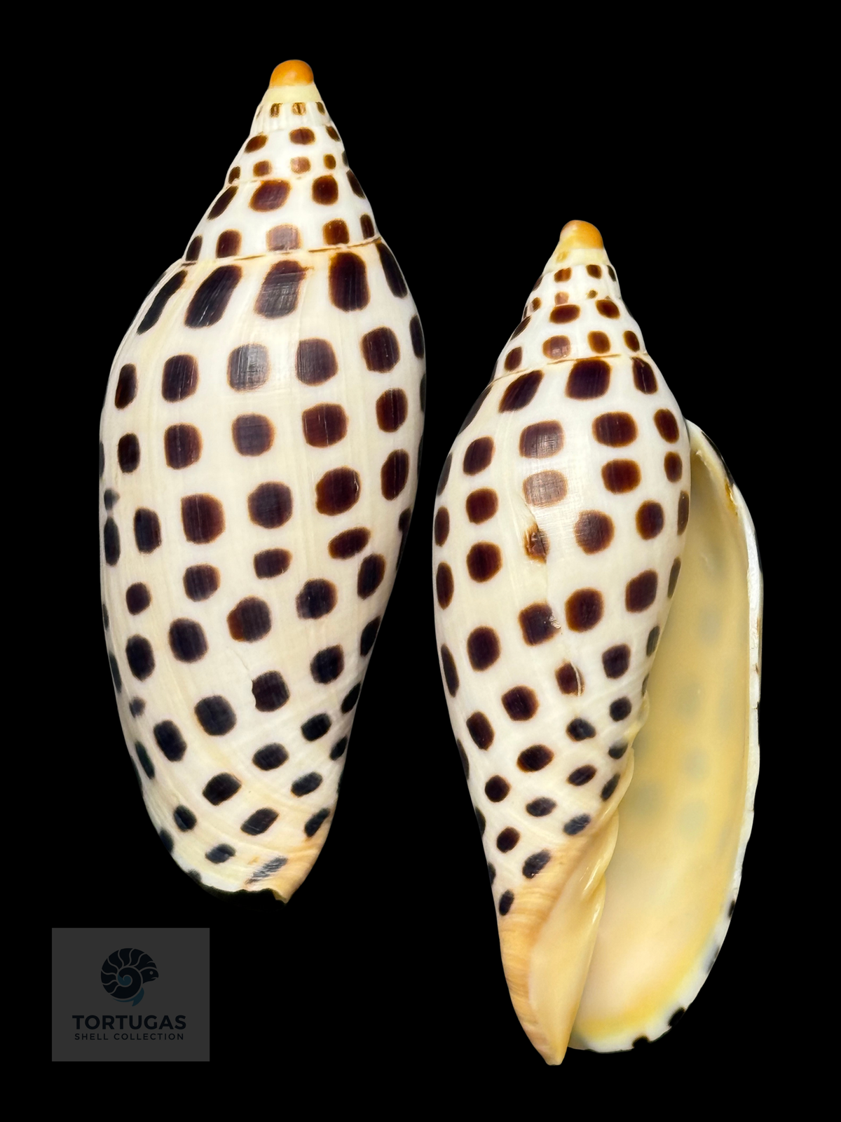 Scaphella elizabethae 95.8 mm — TSC #0736VOL-TSC
