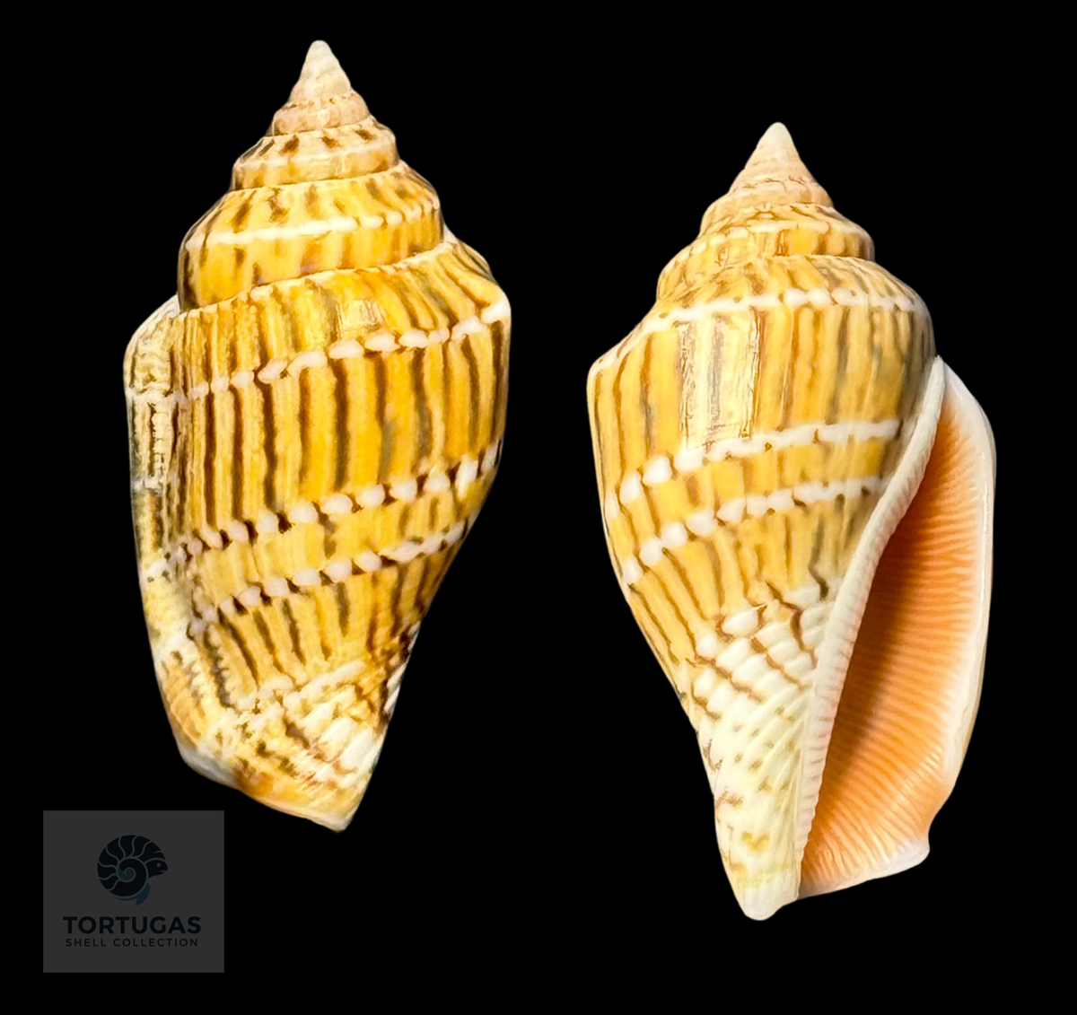 Maculastrombus mutabilis f. zebriolatus-29.44 mm