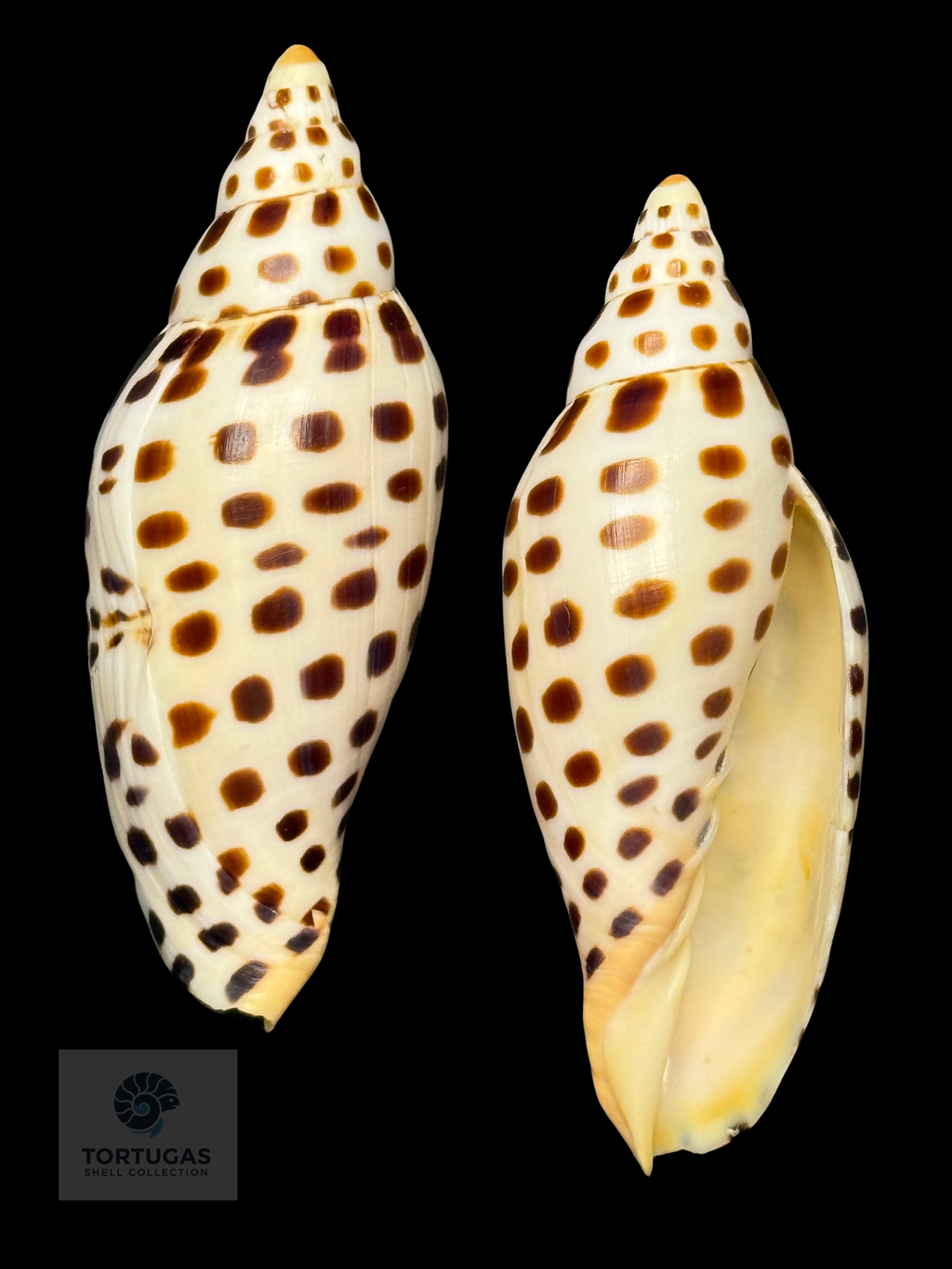 Scaphella mercedesae 103.1 mm — TSC #0727VOL
