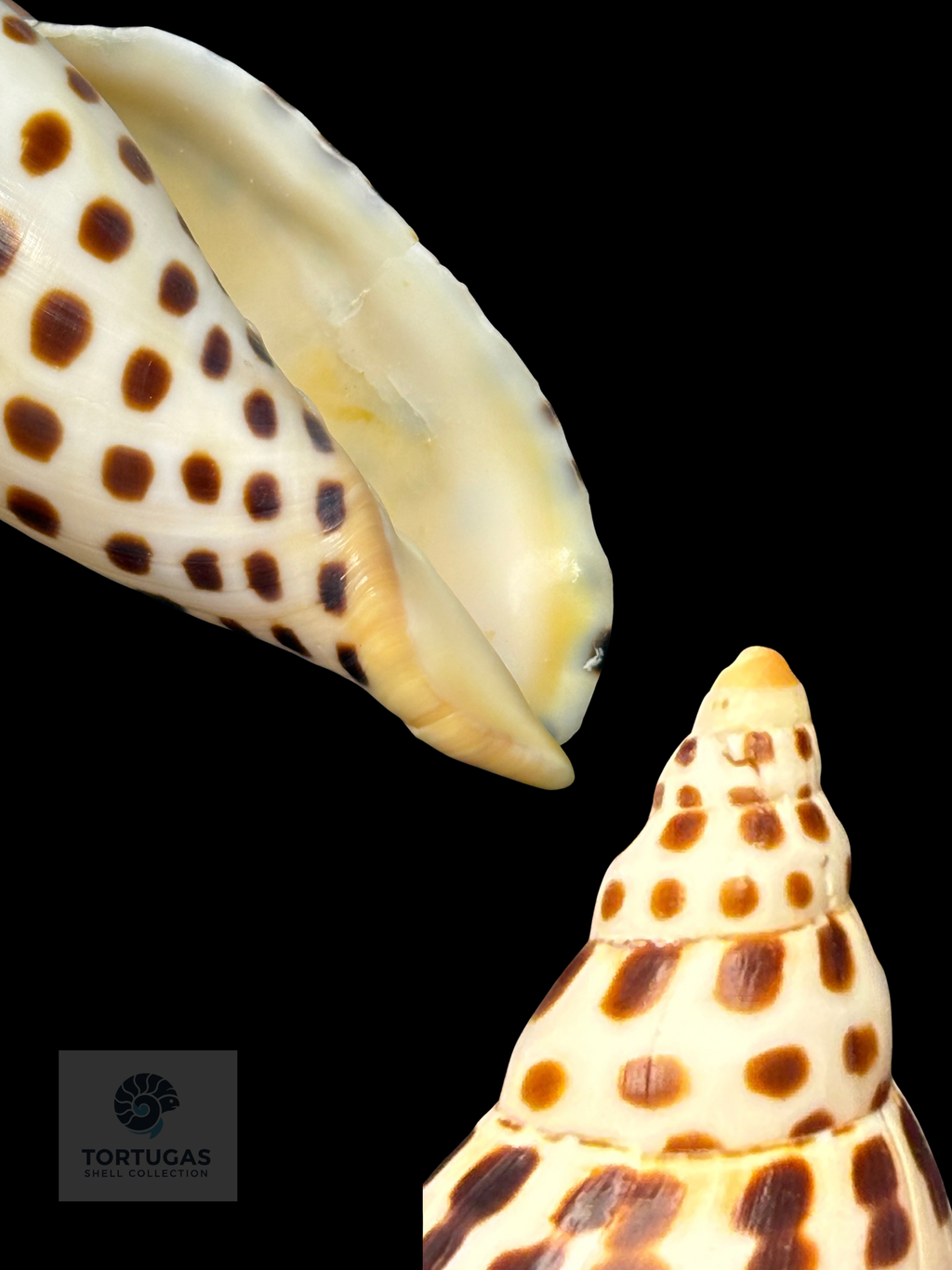 Scaphella mercedesae 103.1 mm — TSC #0727VOL