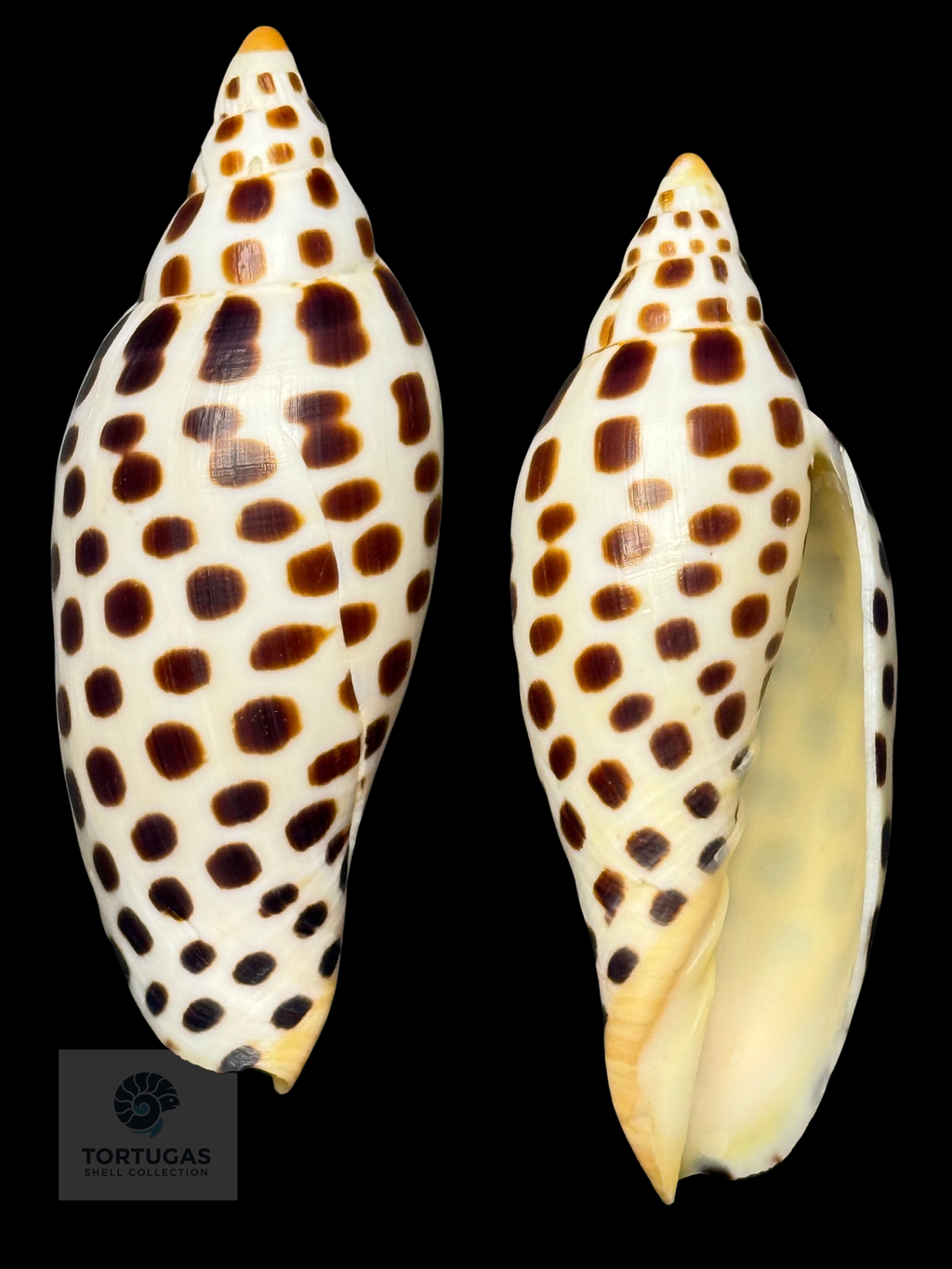 Scaphella elizabethae 107.0 mm — TSC #0733VOL