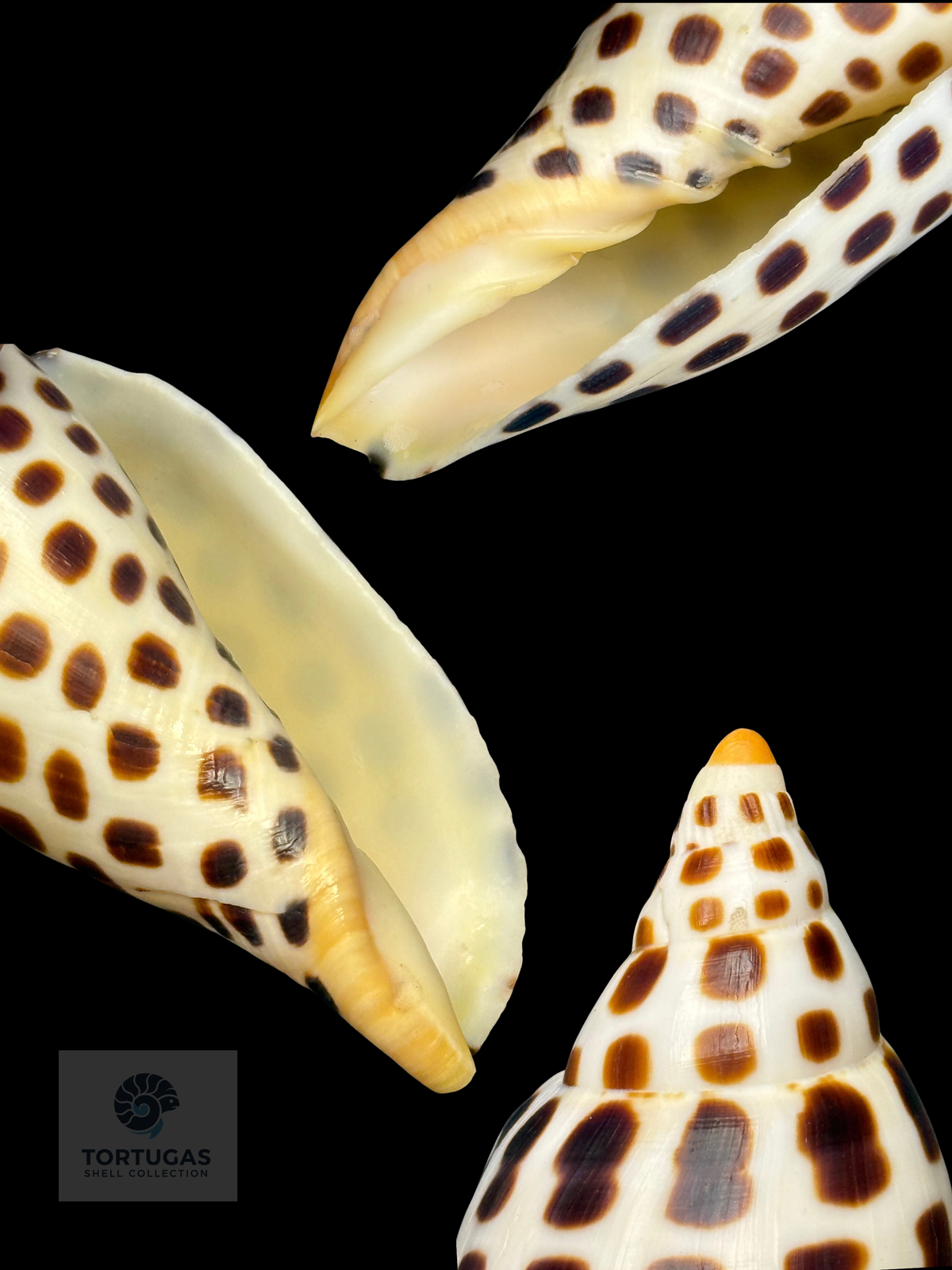 Scaphella elizabethae 107.0 mm — TSC #0733VOL