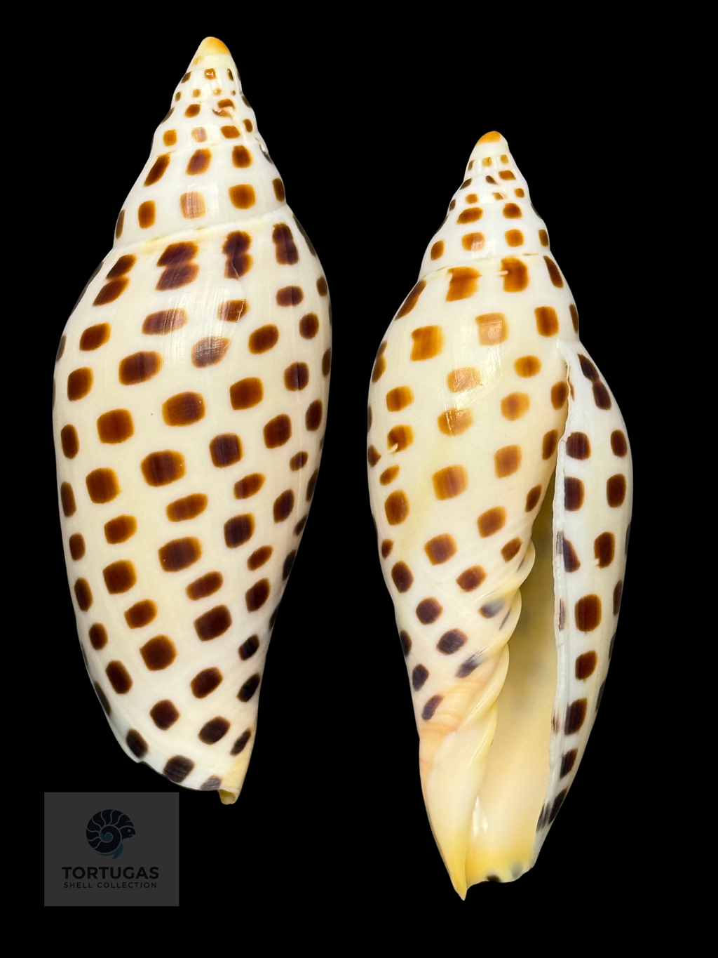 Scaphella elizabethae 114.0mm – TSC #0740VOL