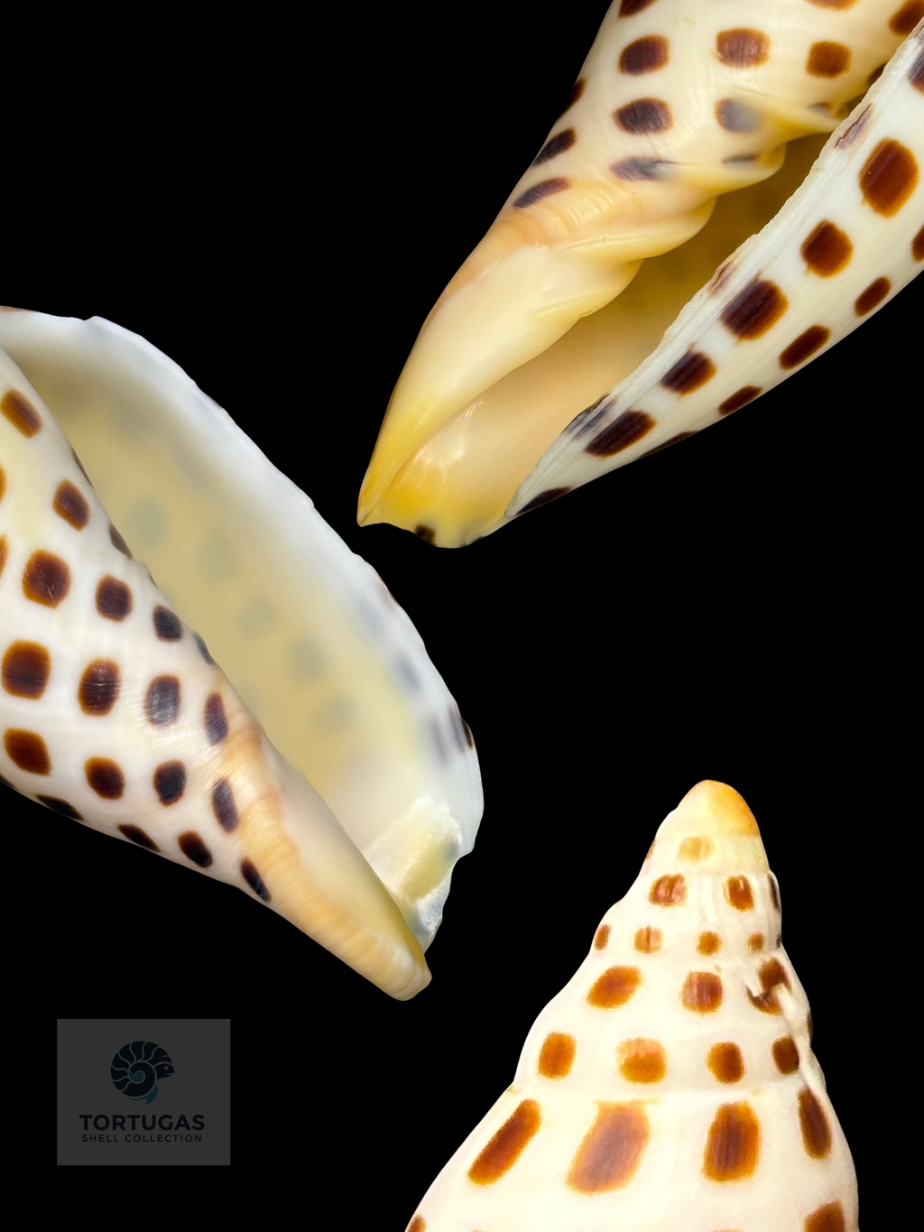 Scaphella elizabethae 114.0mm – TSC #0740VOL