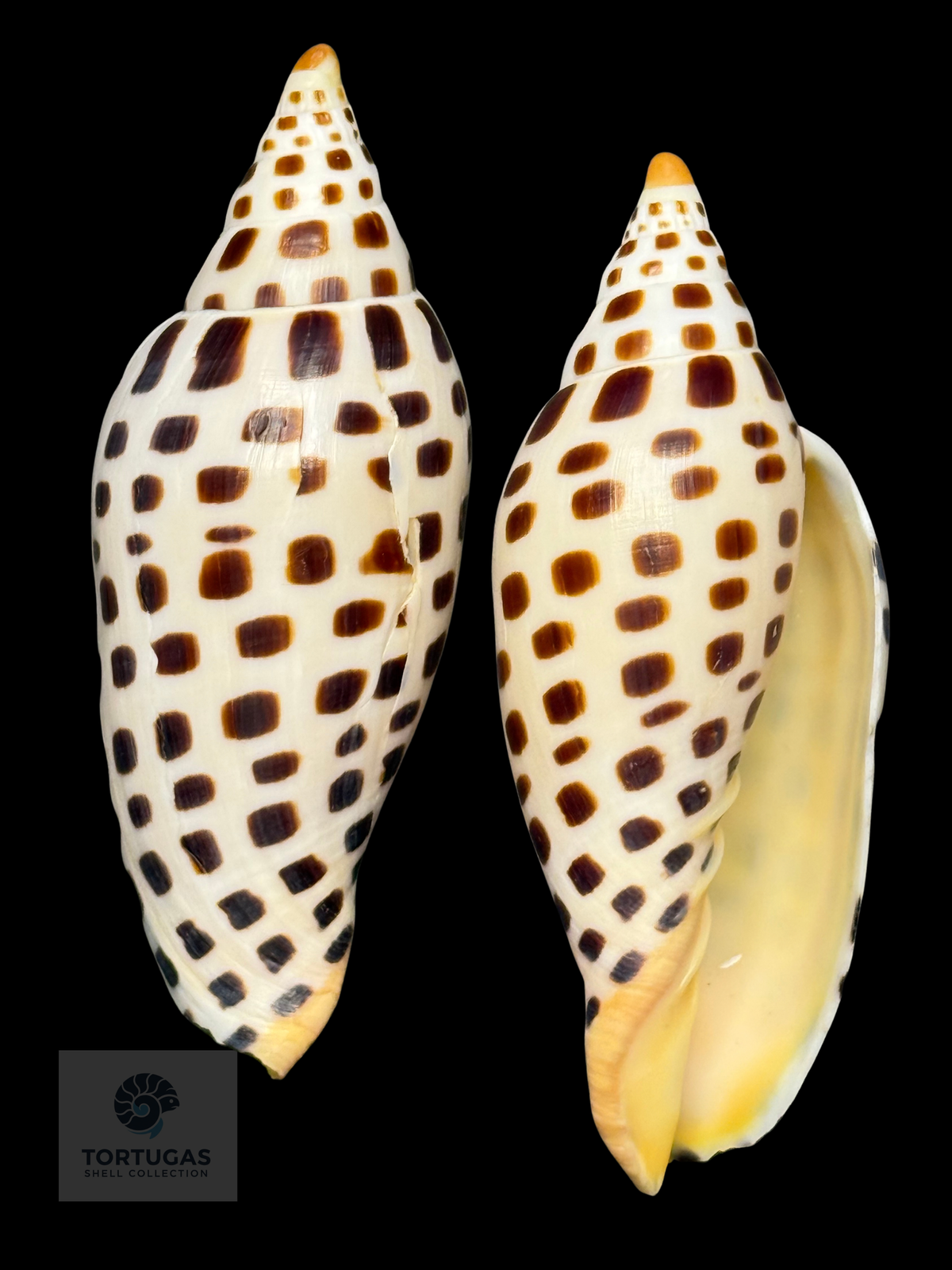 Scaphella mercedesae 116.5mm – TSC #0735VOL