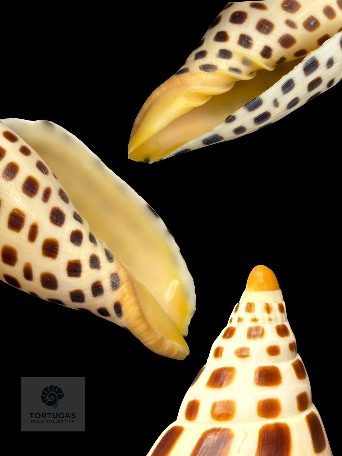 Scaphella mercedesae 116.5mm – TSC #0735VOL