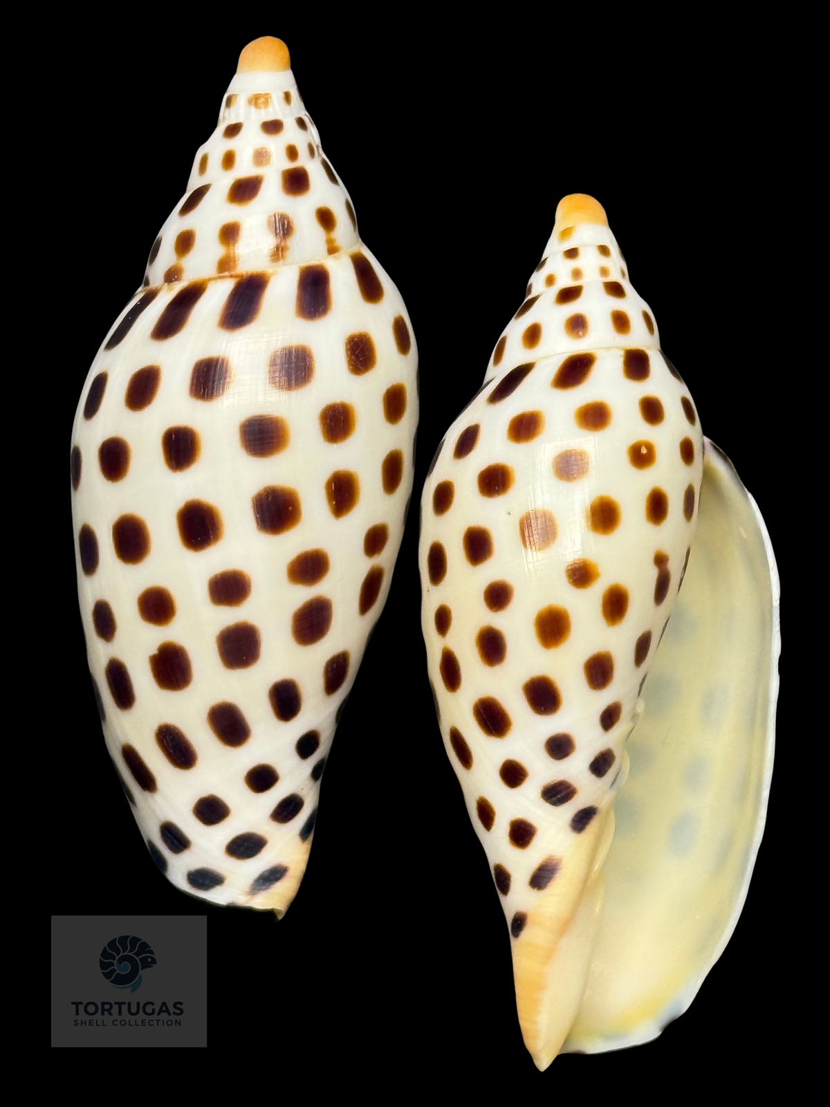 Scaphella elizabethae 95.2mm – TSC #00517VOL