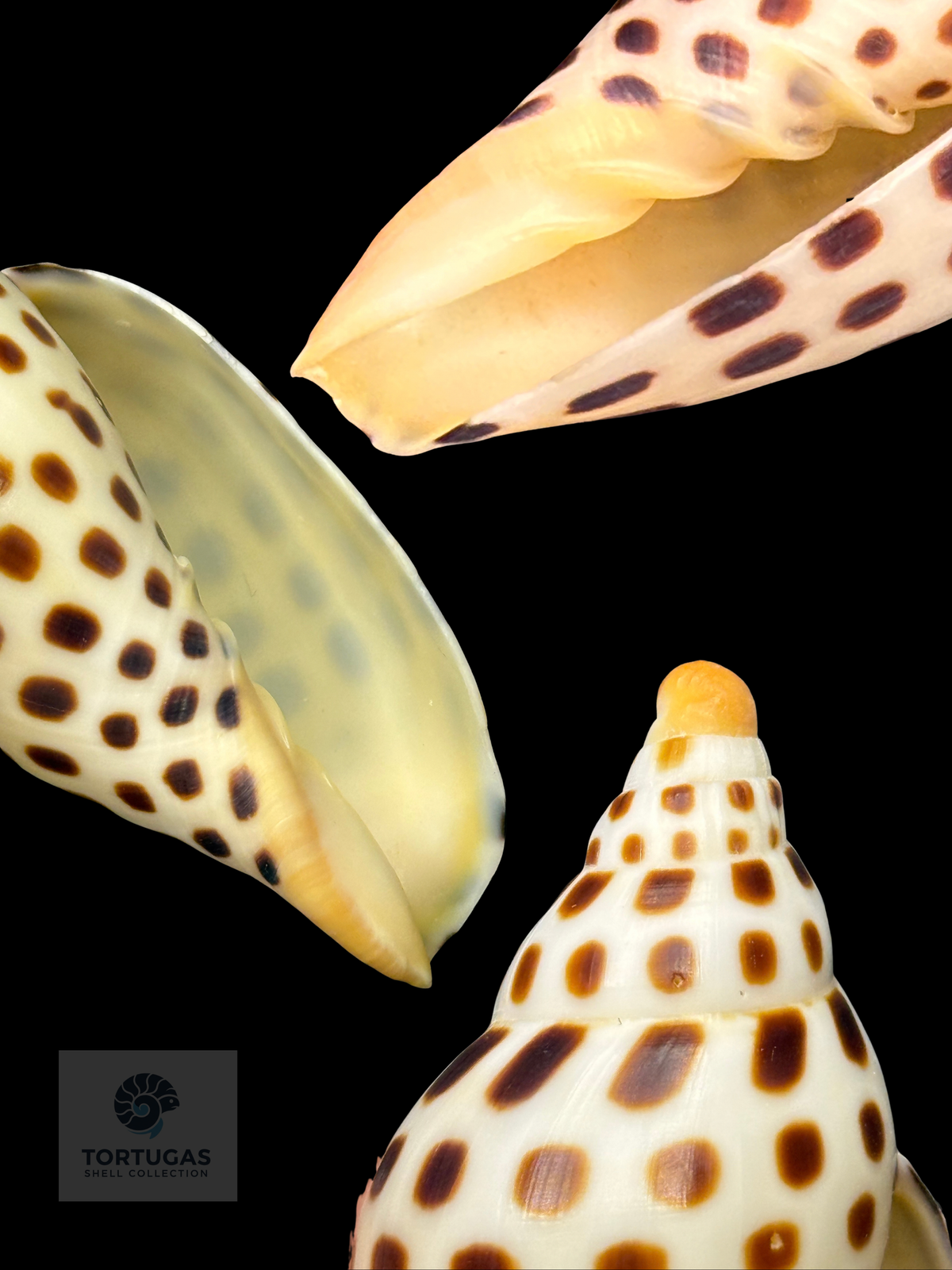 Scaphella elizabethae 95.2mm – TSC #00517VOL