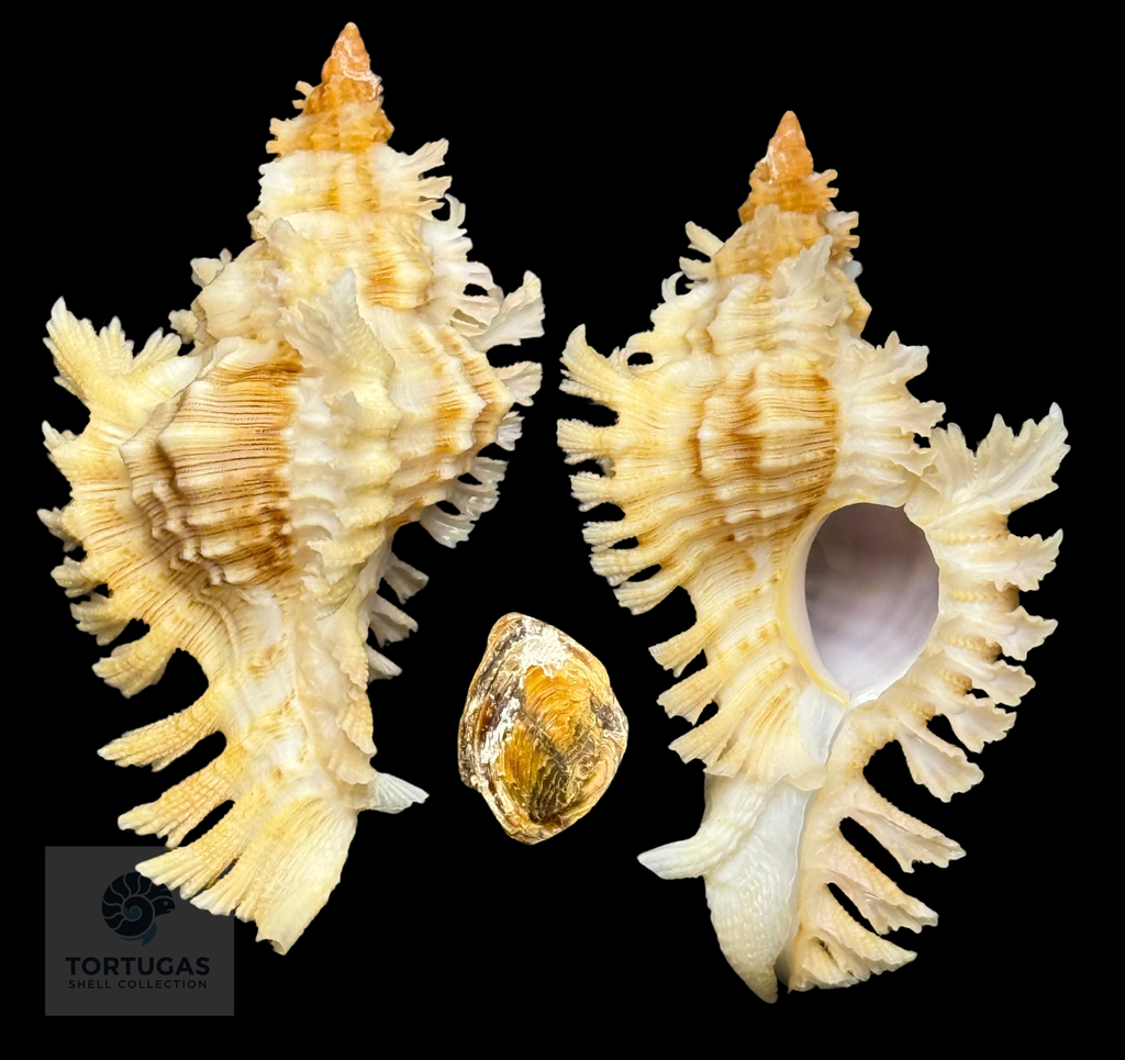 Chicoreus riverai 51.3mm – TSC #0499MUR