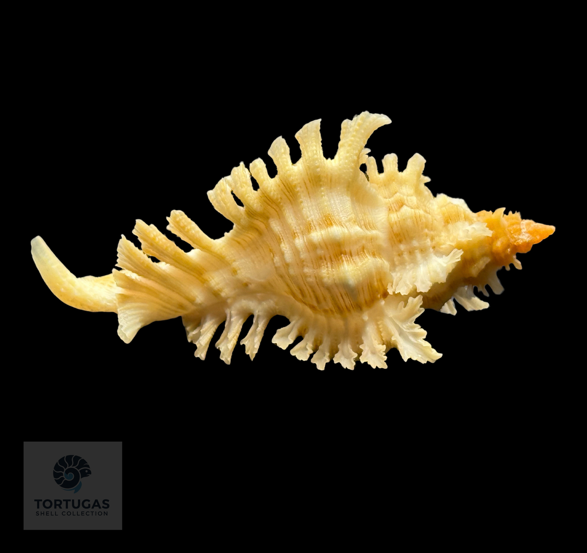 Chicoreus riverai 51.3mm – TSC #0499MUR