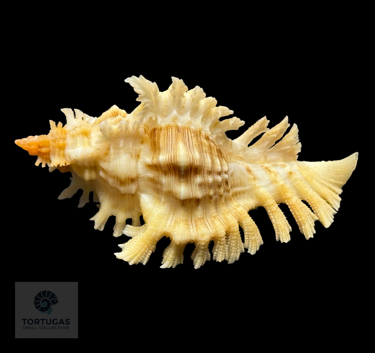 Chicoreus riverai 51.3mm – TSC #0499MUR