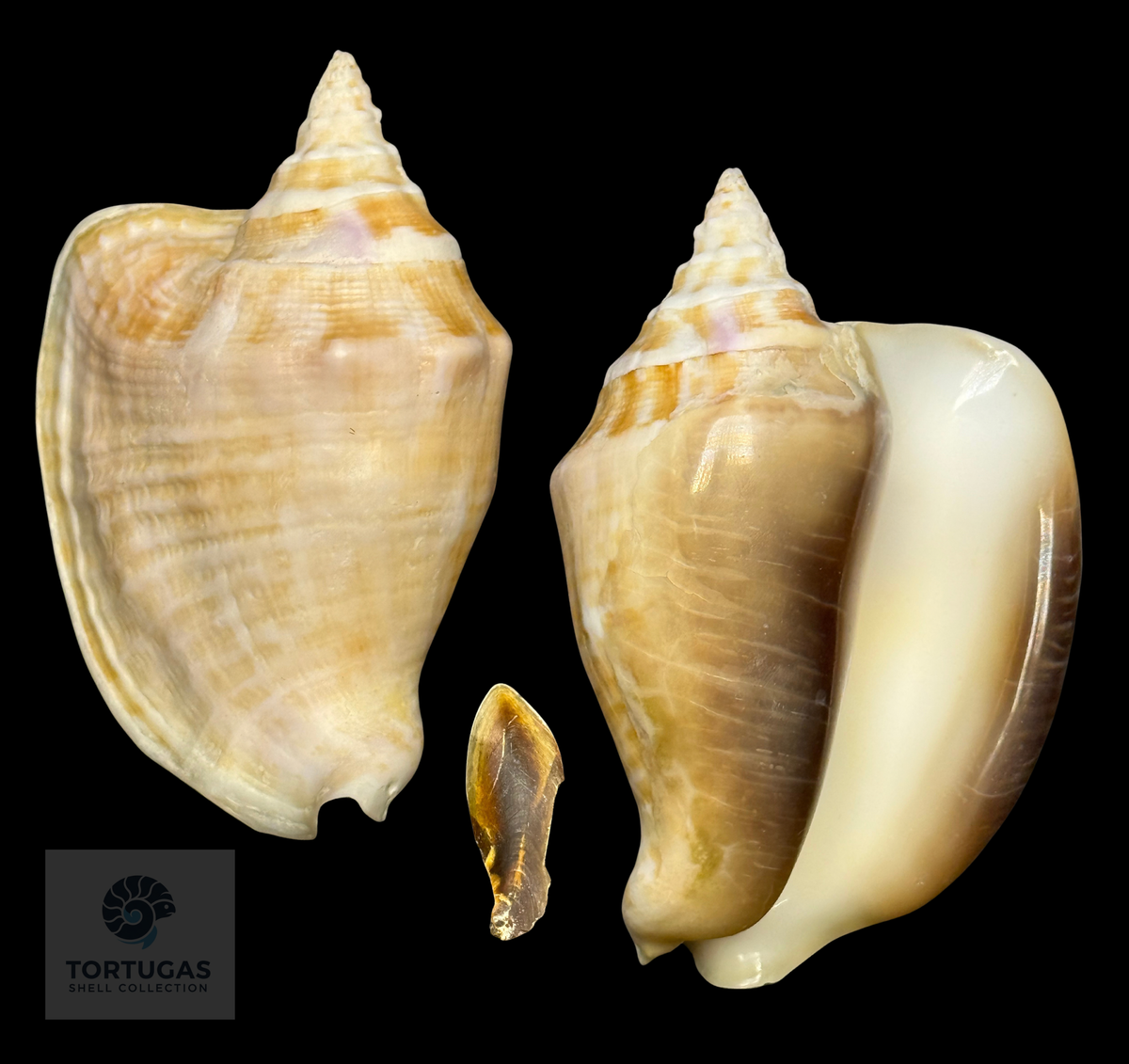 Macrostrombus costatus 113.9mm – Dry Tortugas