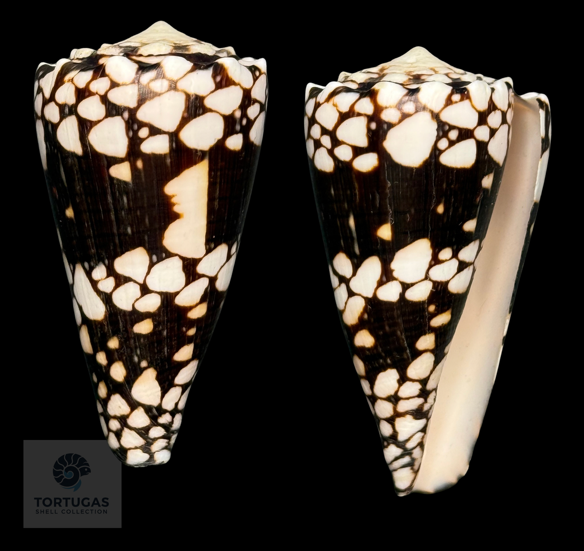 Conus bandanus 65.24mm – Banggai Island, Indonesia