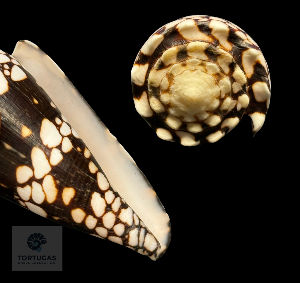 Conus bandanus 65.24mm – Banggai Island, Indonesia