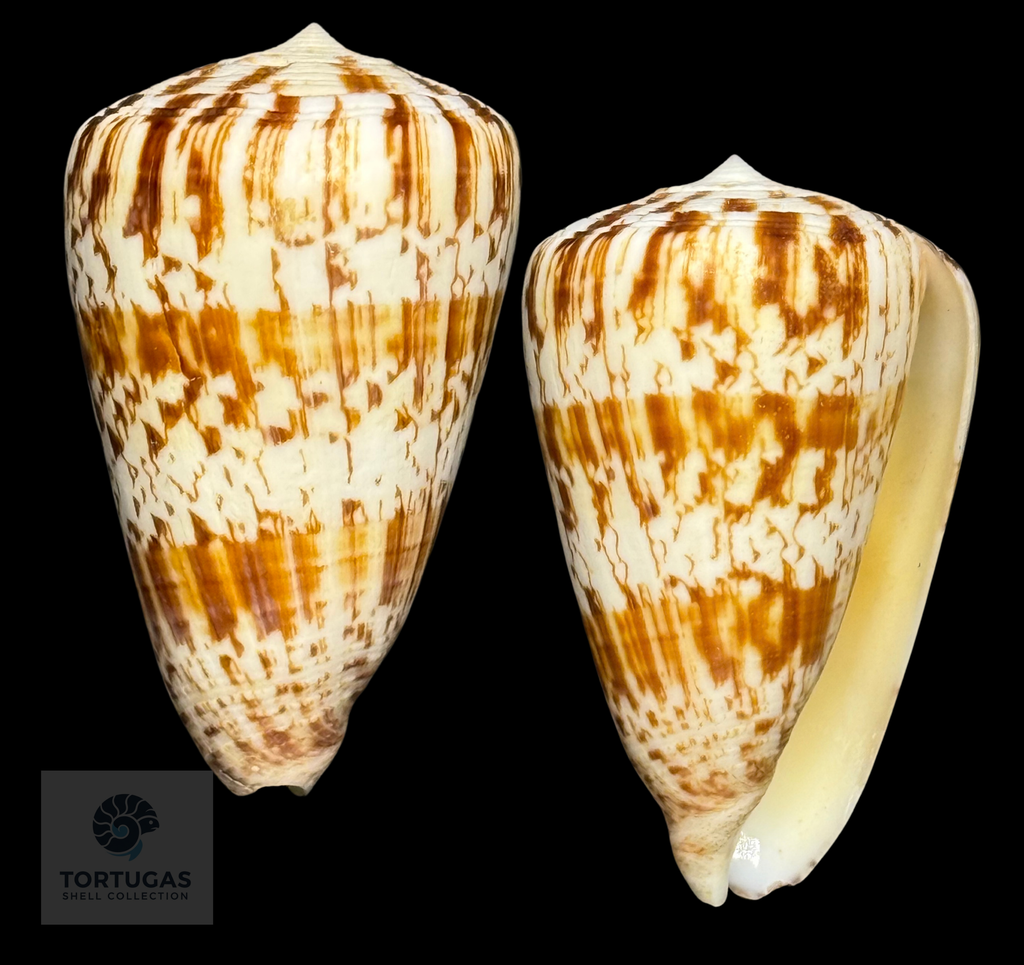 Conus caracteristicus 60mm – Sumbawa, Indonesia