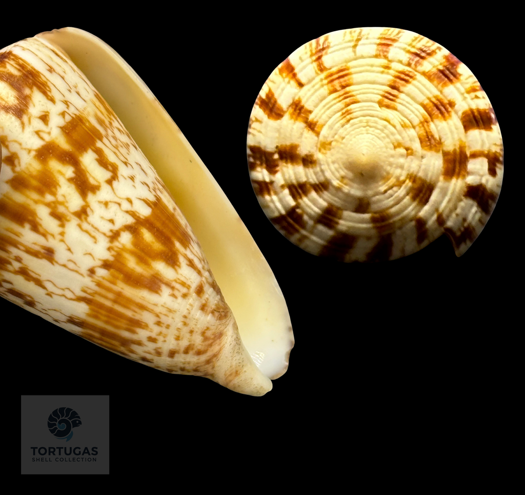 Conus caracteristicus 60mm – Sumbawa, Indonesia