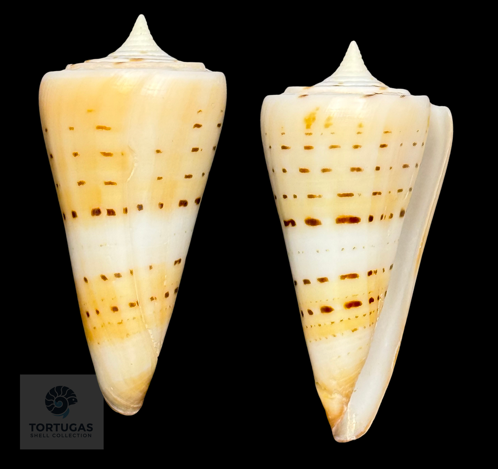 Conus monile 55.82mm – Nias Island, Indonesia
