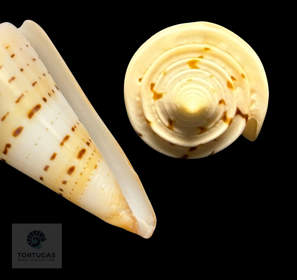 Conus monile 55.82mm – Nias Island, Indonesia
