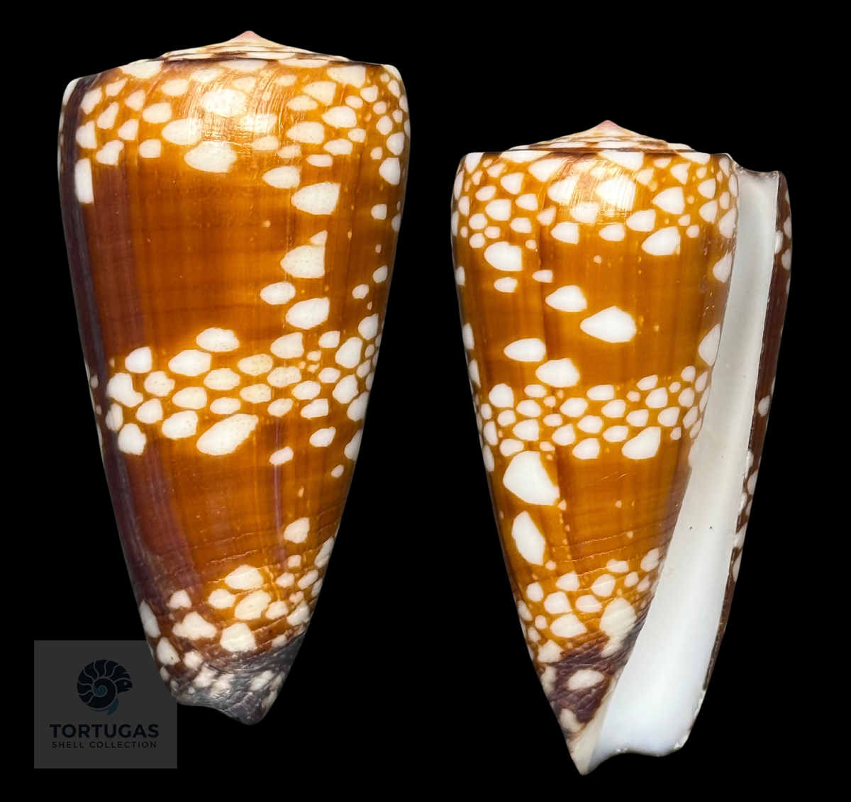 Conus gisellelieae 51.41mm – Sumbawa, Indonesia