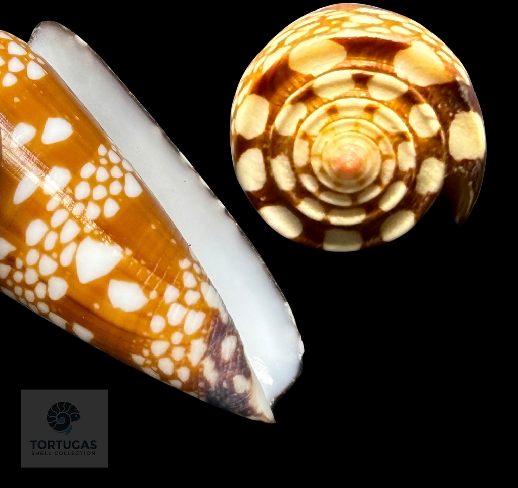 Conus gisellelieae 51.41mm – Sumbawa, Indonesia