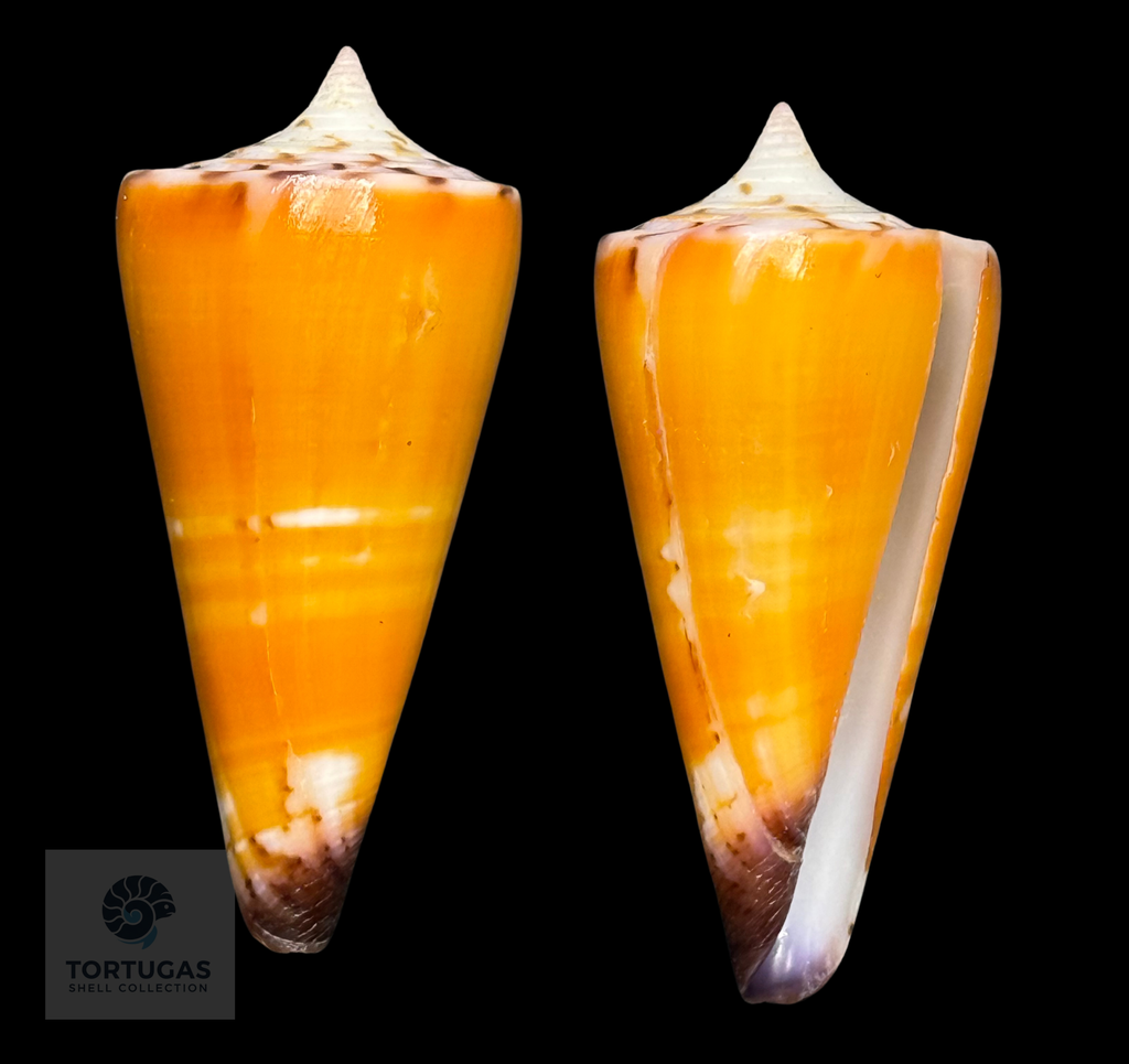 Conus krabiensis 49.28mm – Nias Island, Indonesia