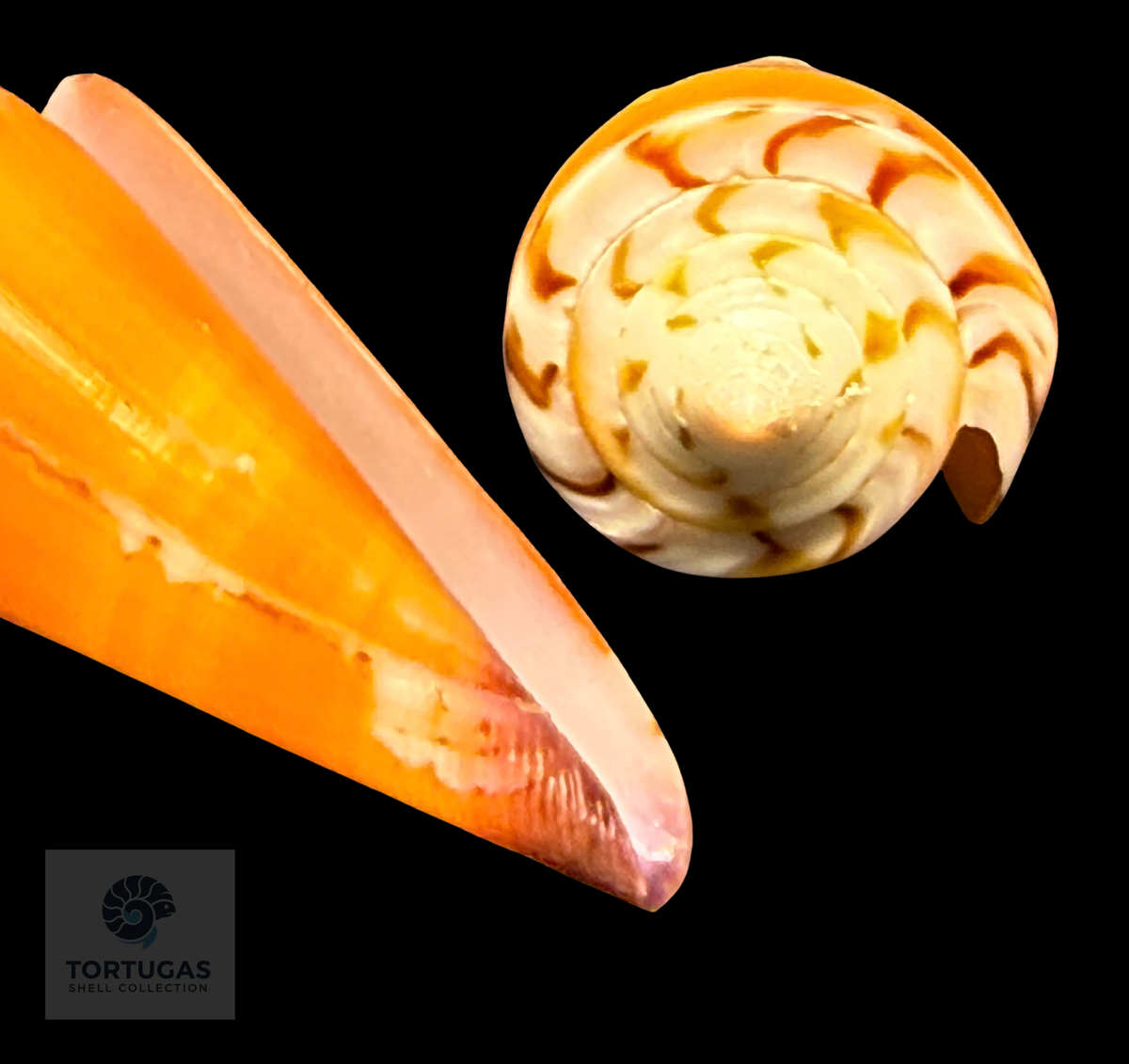 Conus krabiensis 49.28mm – Nias Island, Indonesia