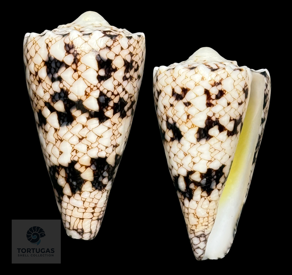Conus nicobaricus 47mm – Sumbawa, Indonesia